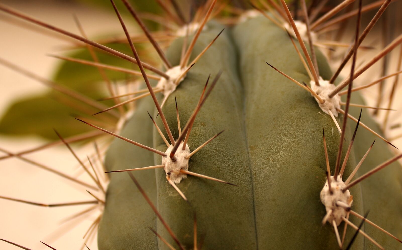 Canon EOS 650D (EOS Rebel T4i / EOS Kiss X6i) sample photo. Cactus, needle, plant photography
