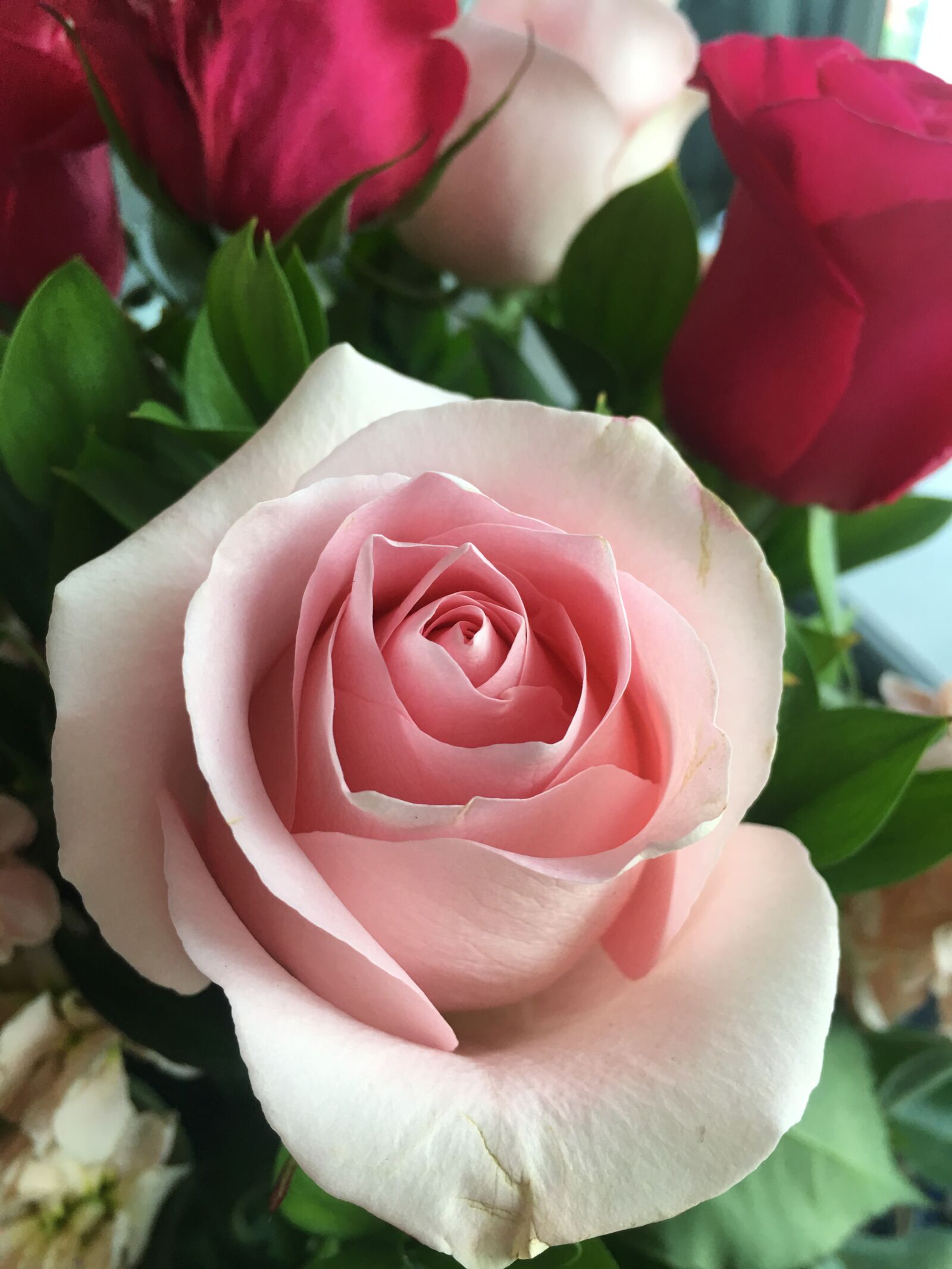 iPhone 6s Plus back camera 4.15mm f/2.2 sample photo. Flower, secret, garden photography