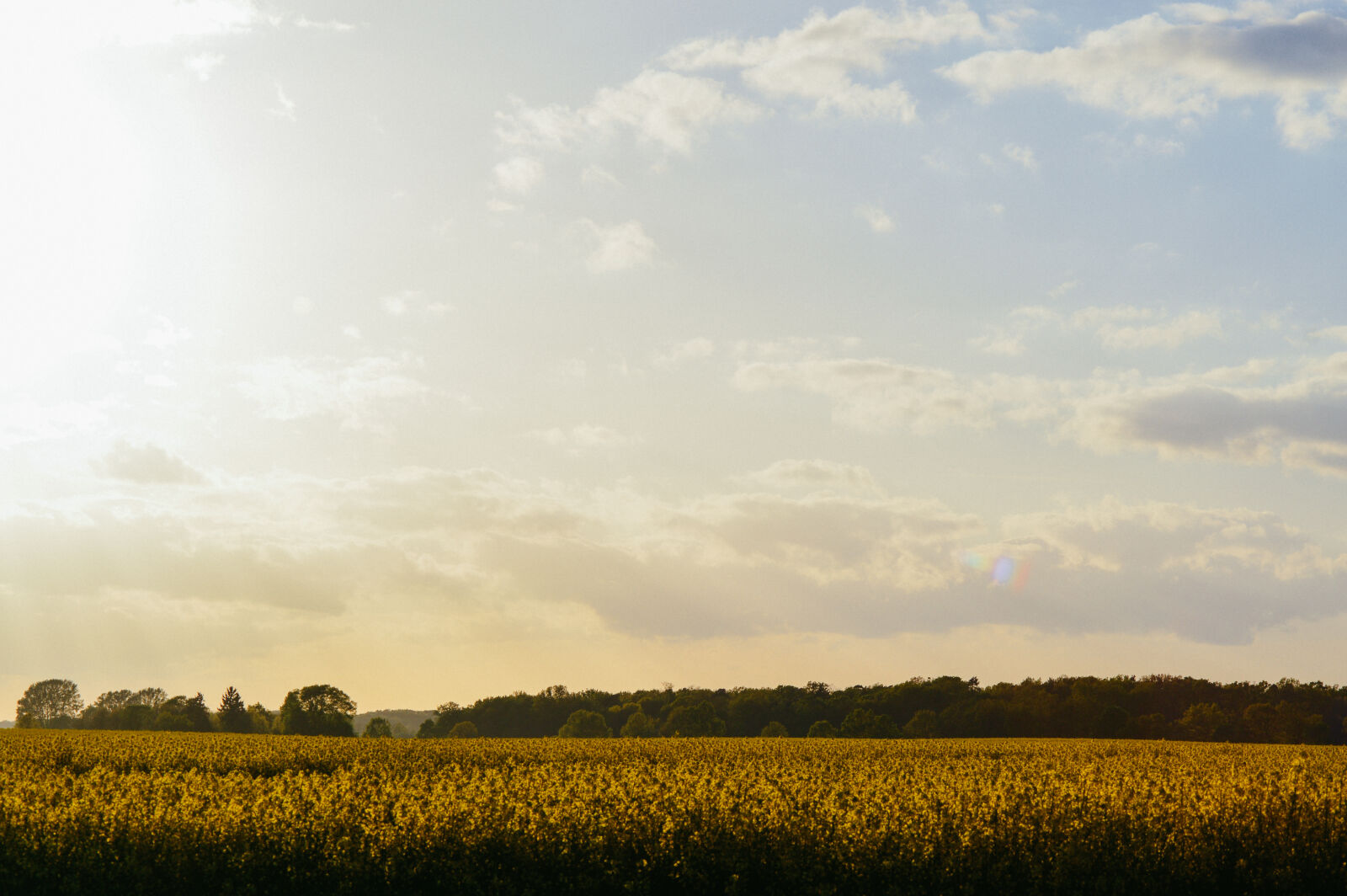Nikon D3200 sample photo. Agriculture, countryside, cropland, dawn photography