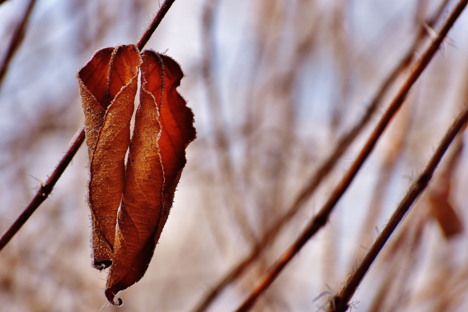 Nikon D7200 sample photo. Leaves, winter, frost photography