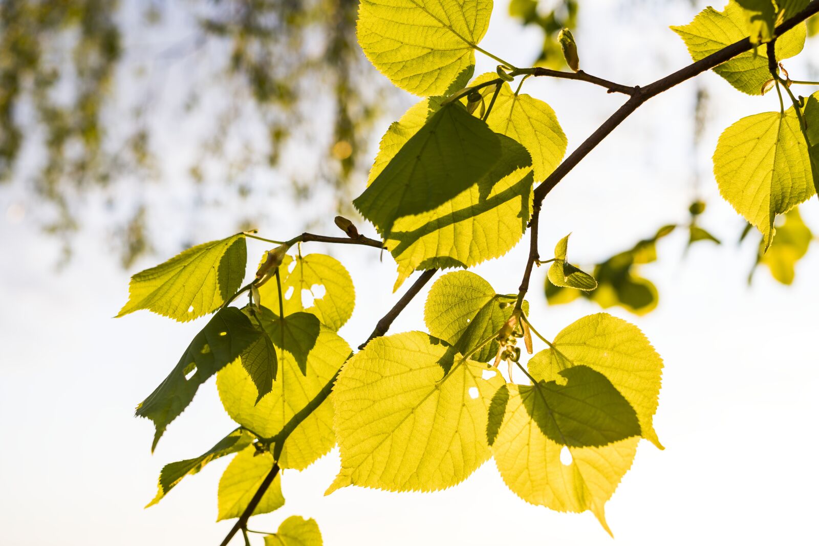 Sony a6300 + Sigma 30mm F2.8 EX DN sample photo. Leaves, light on, mood photography