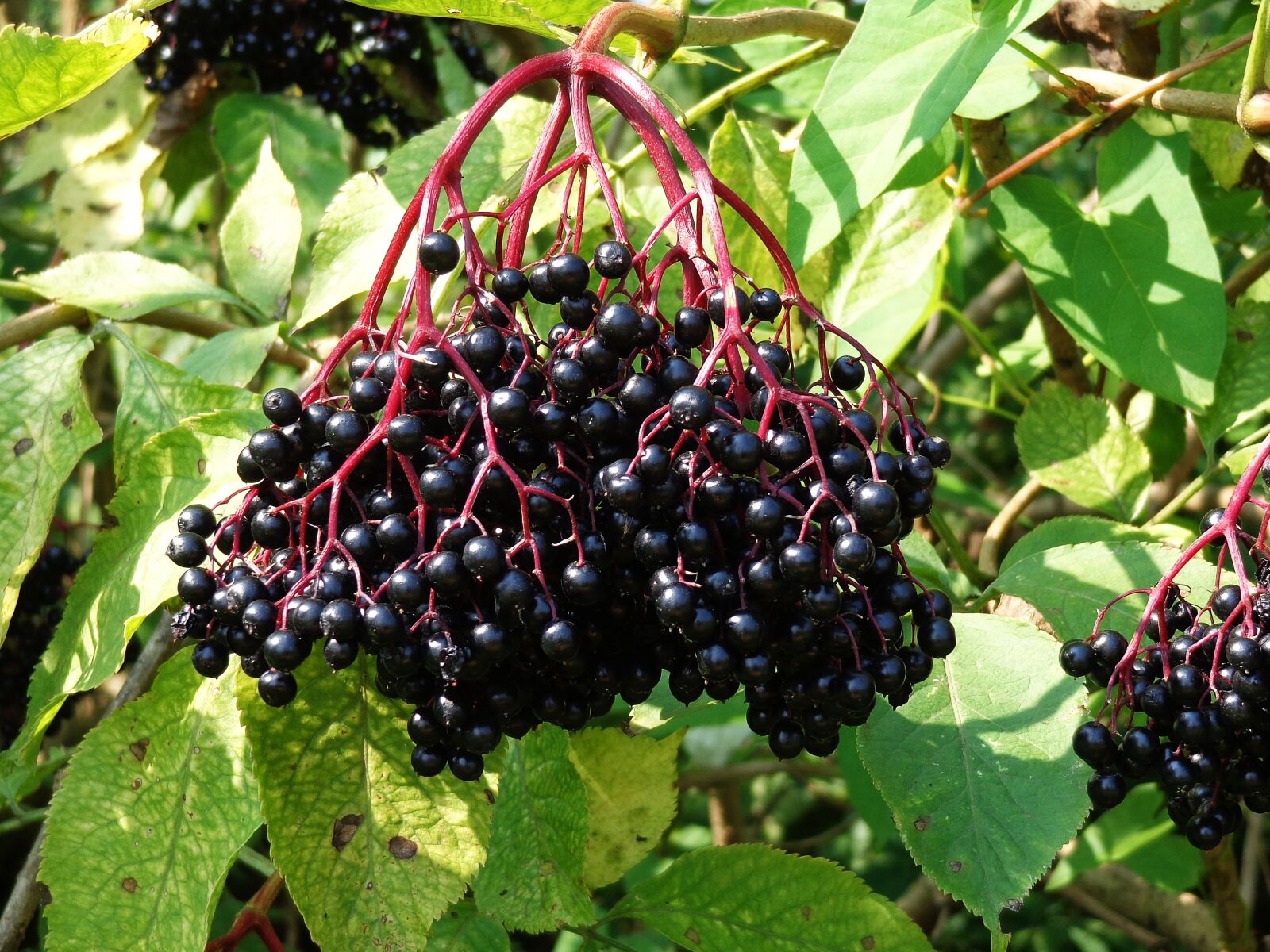 Sony Cyber-shot DSC-H90 sample photo. Black, fruit, berries photography