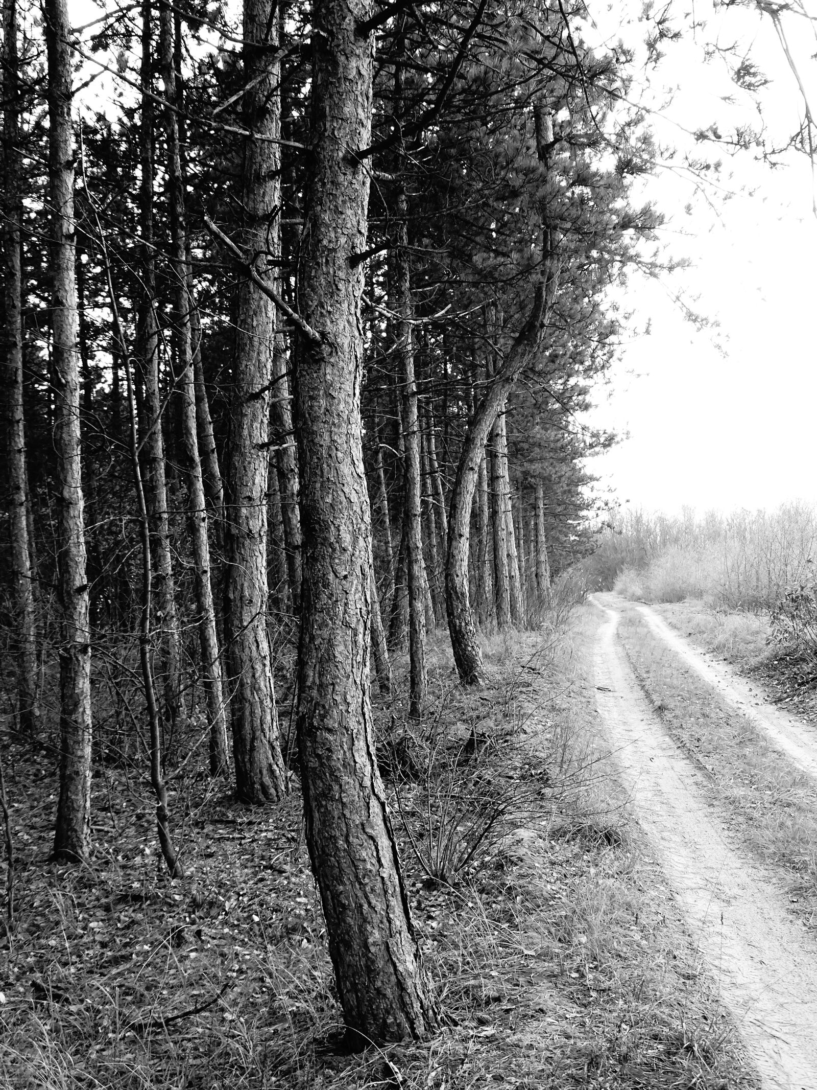 Sony Cyber-shot DSC-HX400V sample photo. Avenue, forest, pines photography