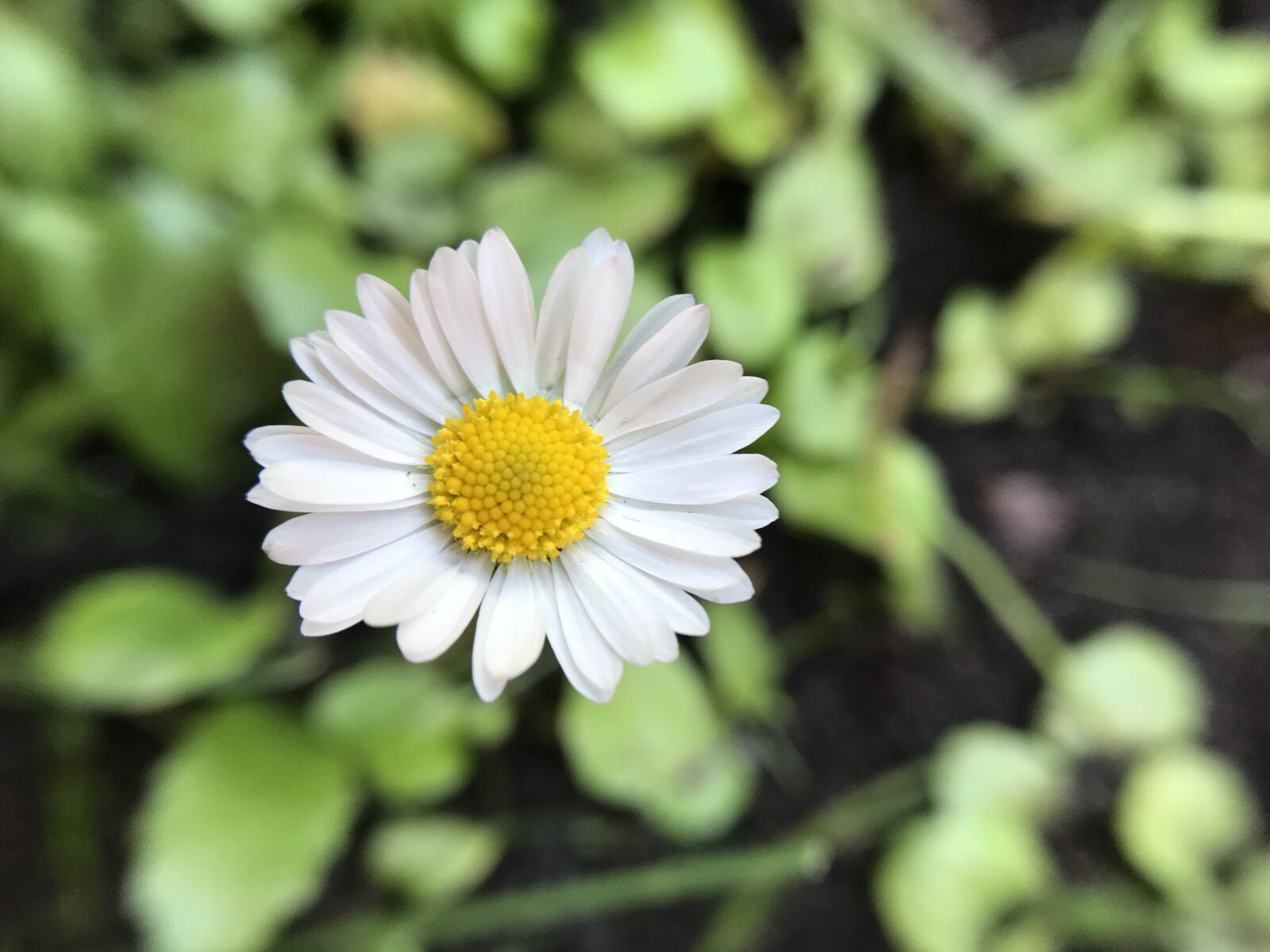 iPhone 7 back camera 3.99mm f/1.8 sample photo. Flower, margaret, spring photography