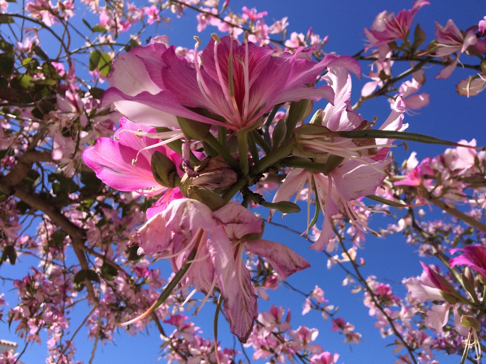 iPhone 5s back camera 4.15mm f/2.2 sample photo. Nature, blooms, living nature photography