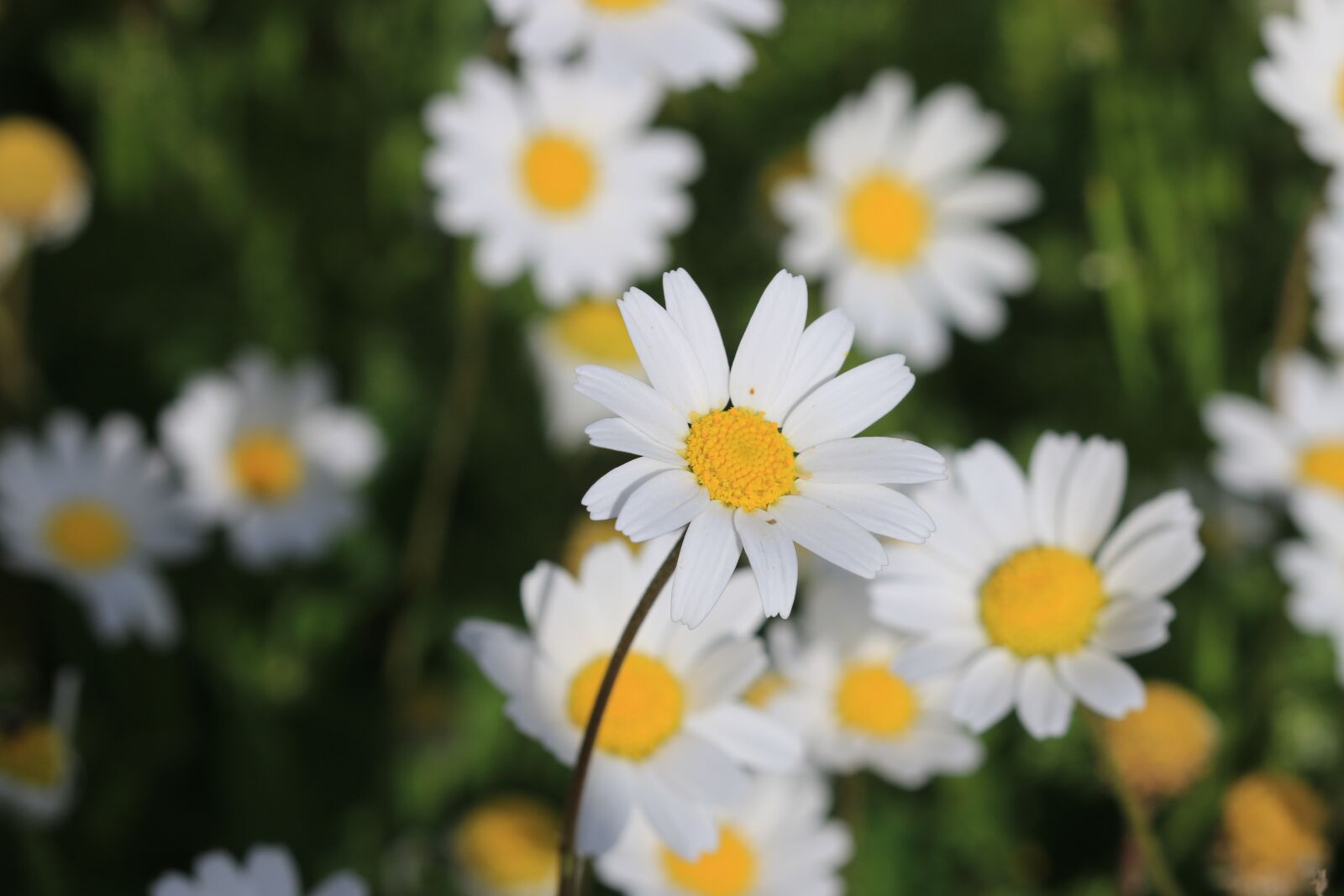 Canon EOS 70D + Canon EF 100mm F2.8 Macro USM sample photo. Daisy, green, flower photography