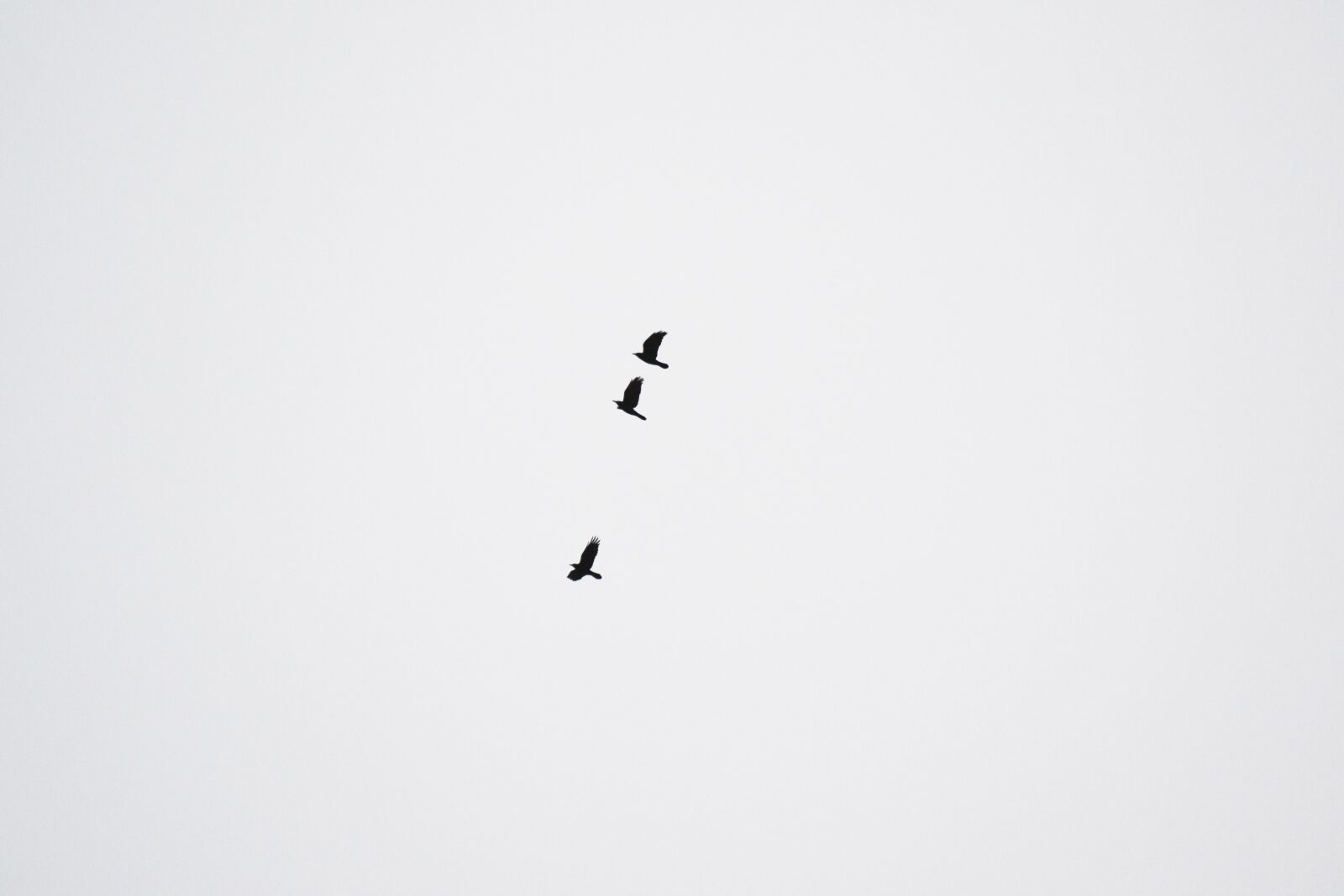 Nikon D3100 sample photo. Crows, birds, black crows photography