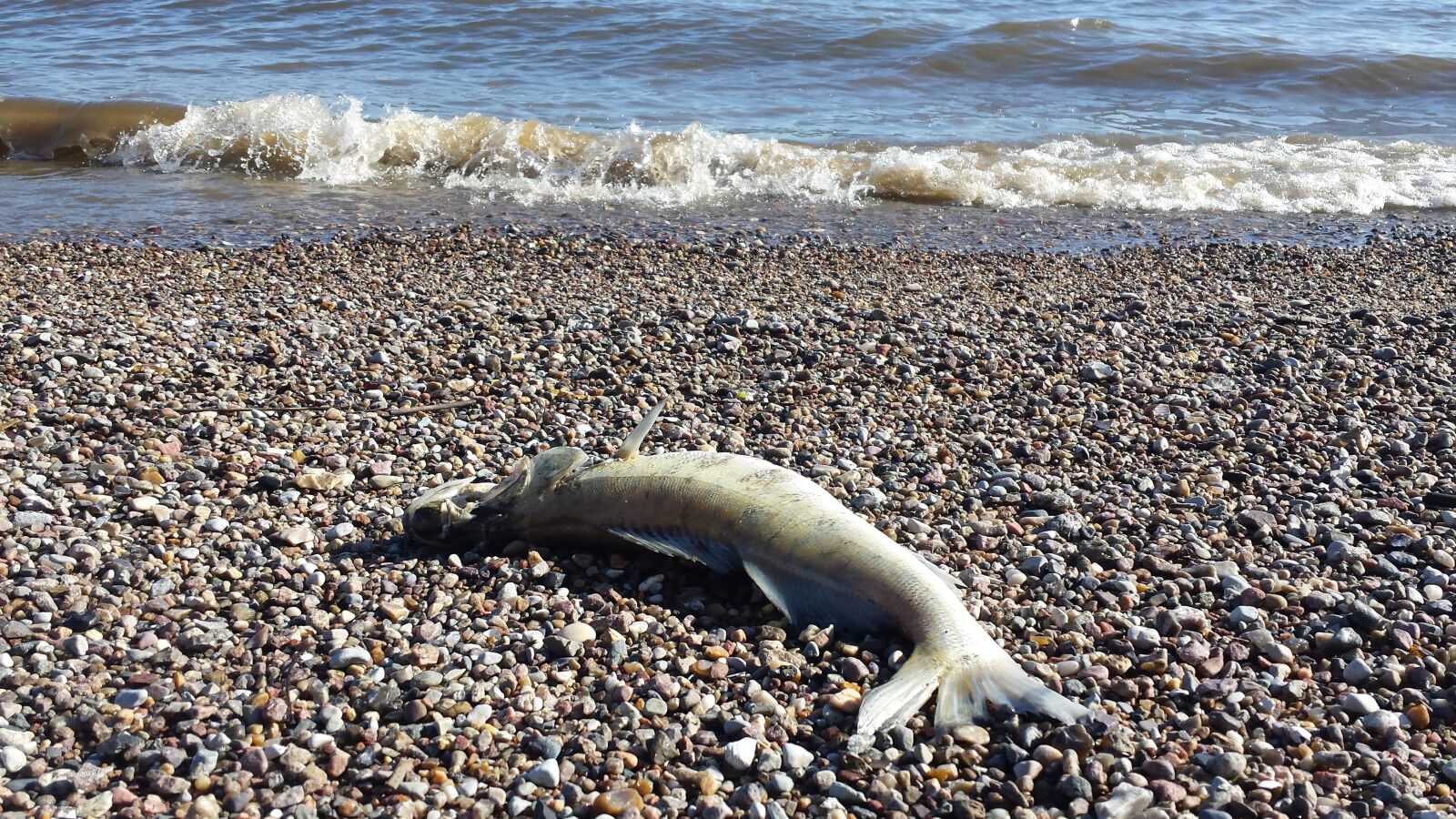 Samsung Galaxy S4 sample photo. Fish, dead, stones photography
