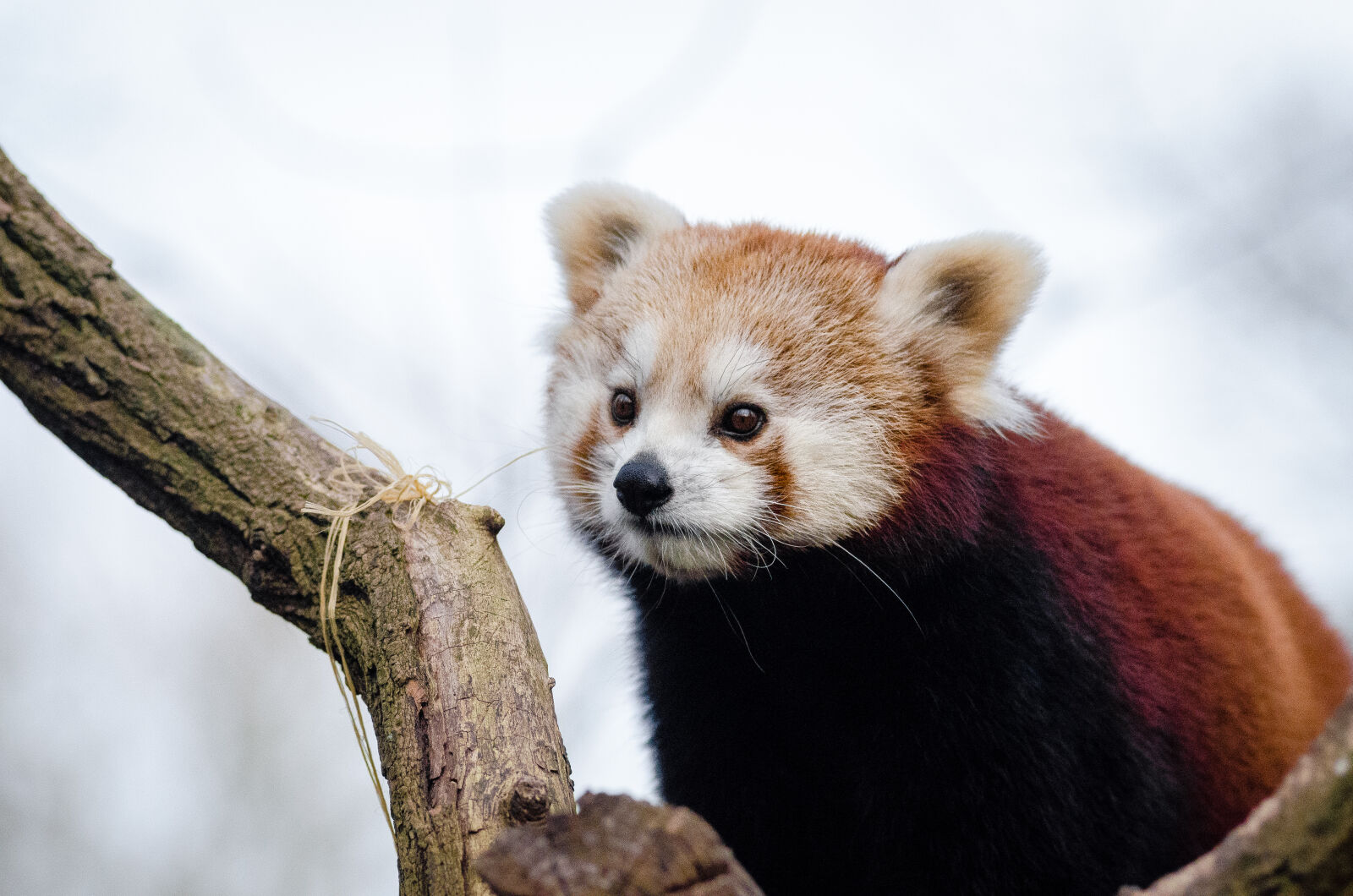 AF Zoom-Nikkor 80-200mm f/2.8 ED sample photo