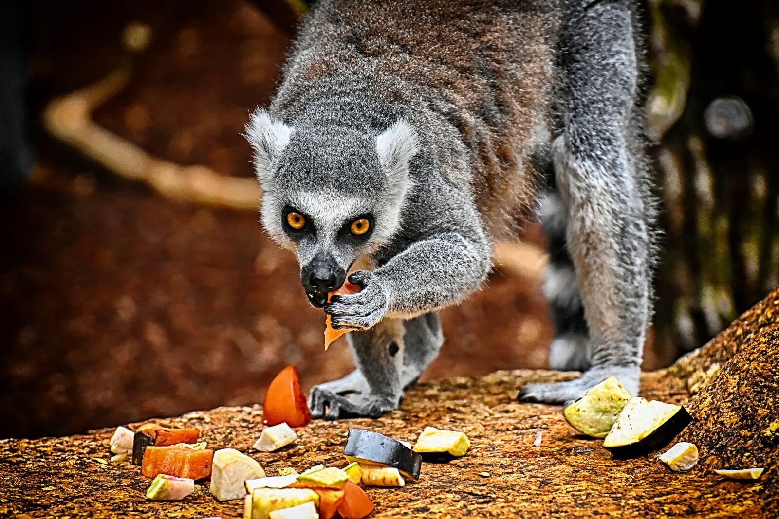 Nikon D7200 sample photo. Monkey, lemur, cute photography