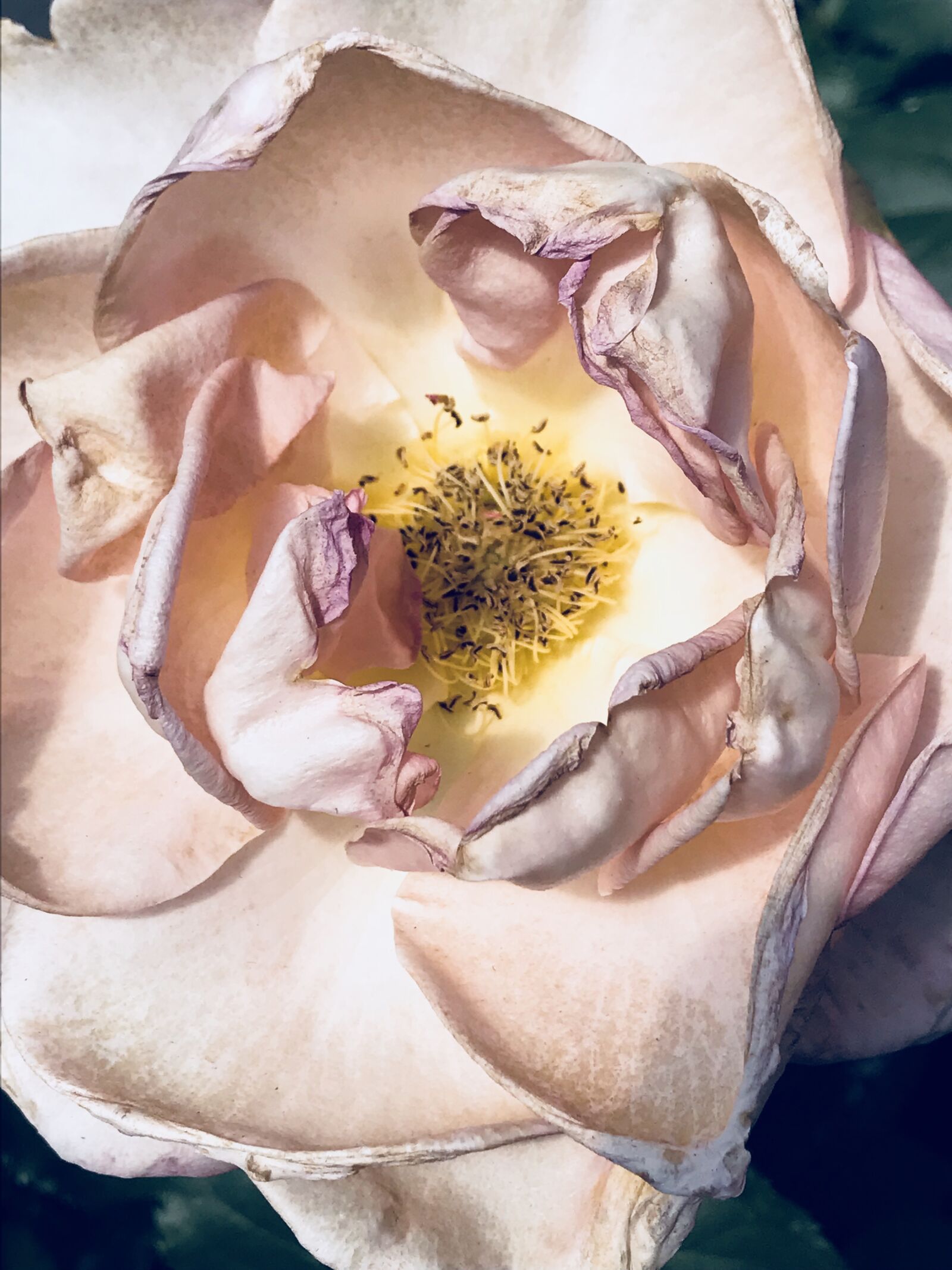 Apple iPhone 7 sample photo. Floral, flowers, blossom photography
