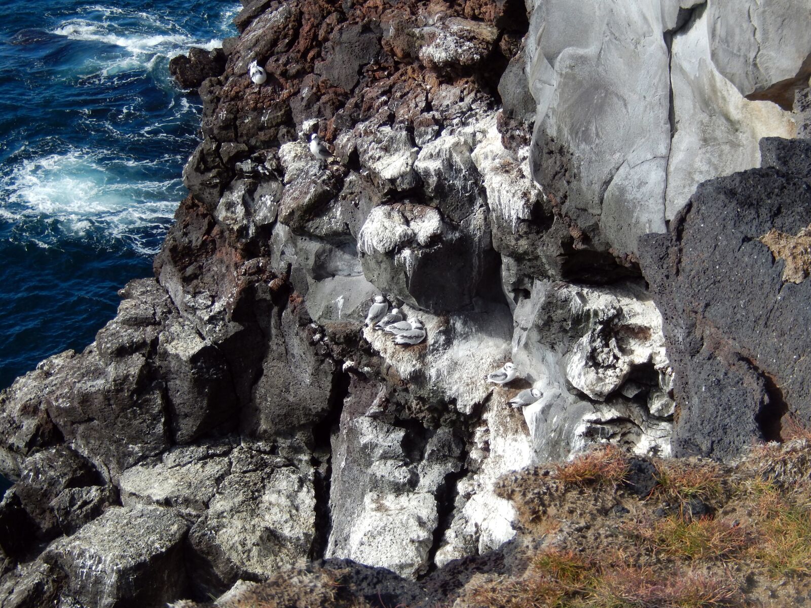 Nikon Coolpix S9500 sample photo. Seagull, rock, bird photography