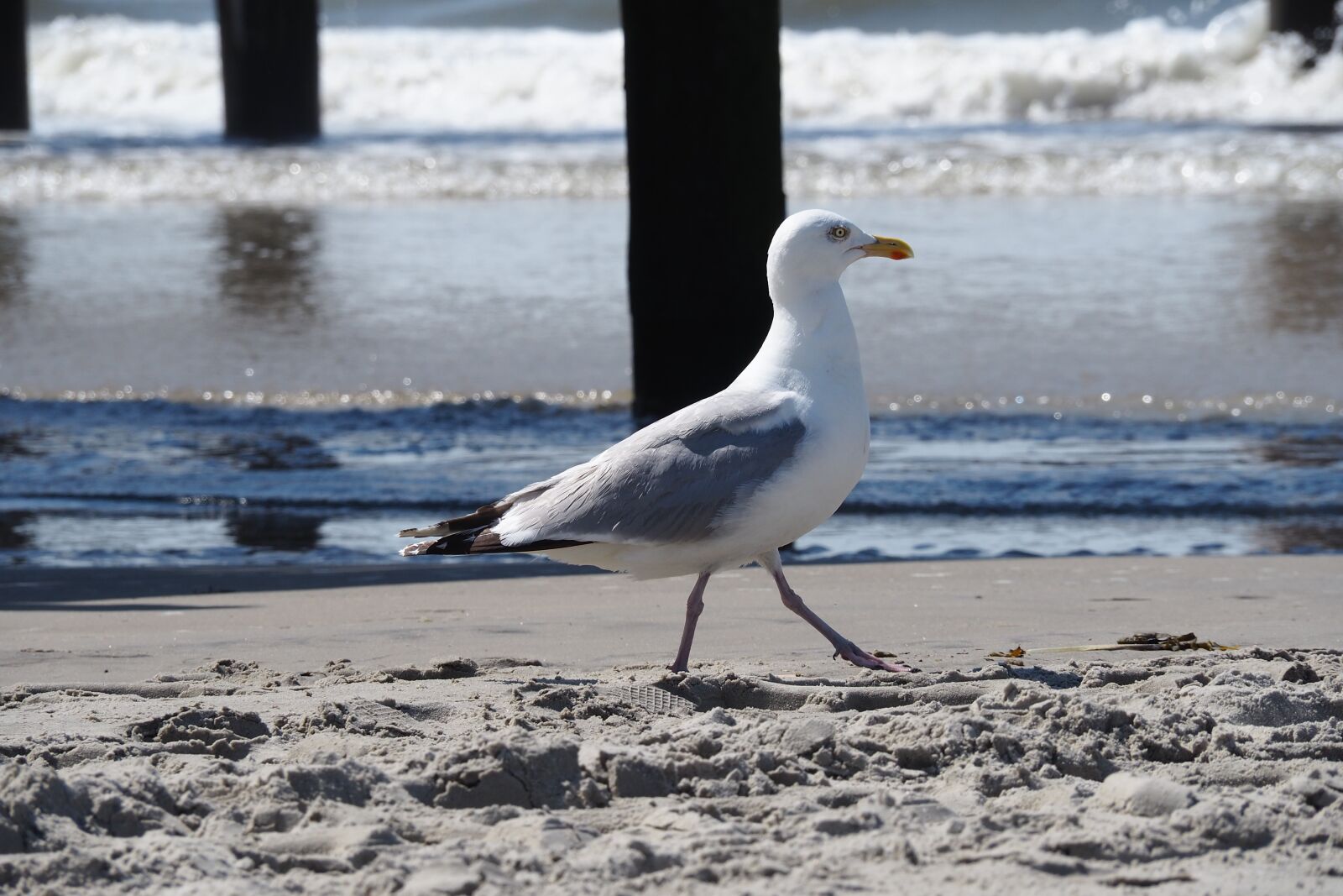 Olympus OM-D E-M10 II sample photo. Seagull, sea, beach photography