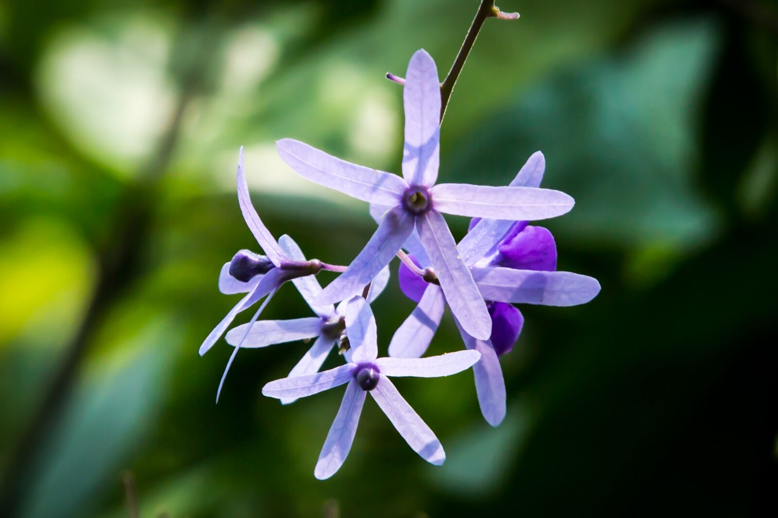 Canon EF 70-200mm F2.8L IS II USM sample photo. Background, beautiful, beauty photography