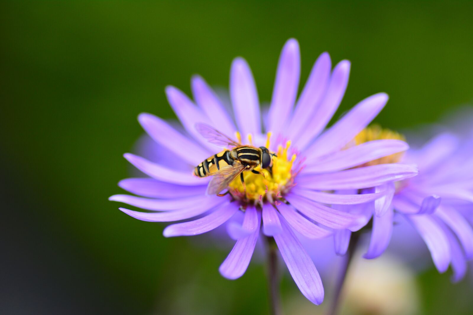 Nikon D7100 sample photo. Flower, bee, purple photography