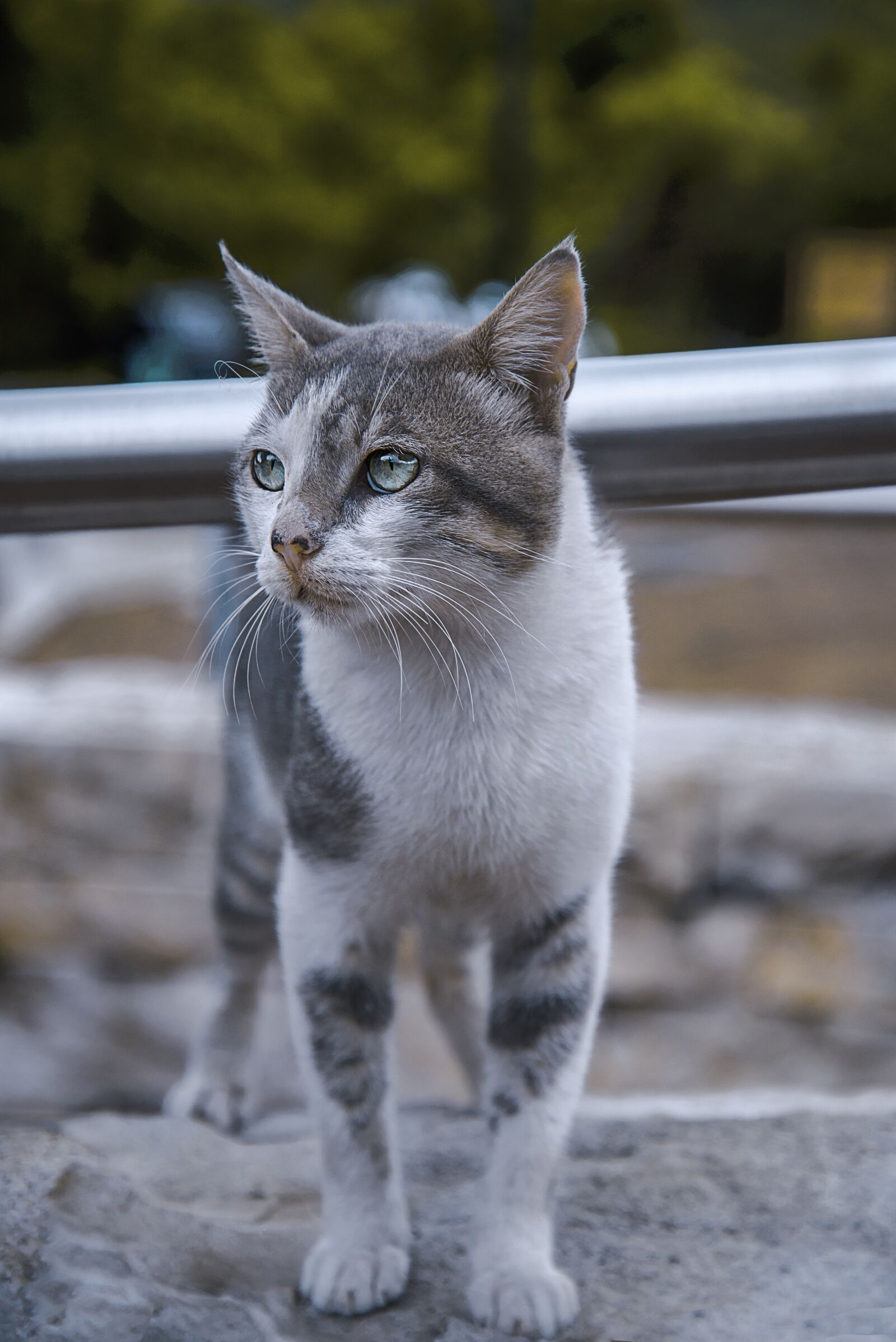 Nikon D750 sample photo. Cat, feline, animals photography