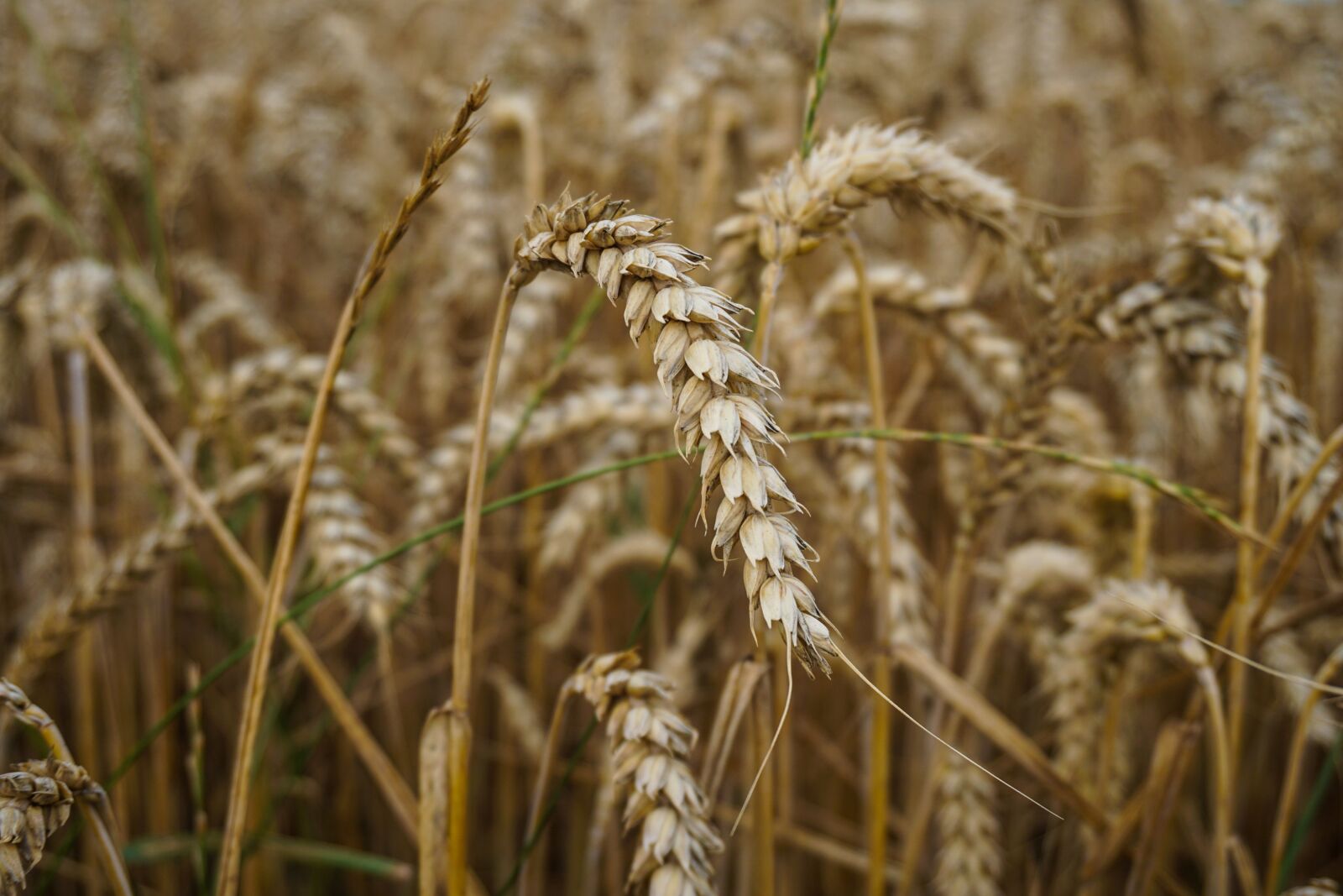 Sony a5100 sample photo. Wheat, wheat field, field photography