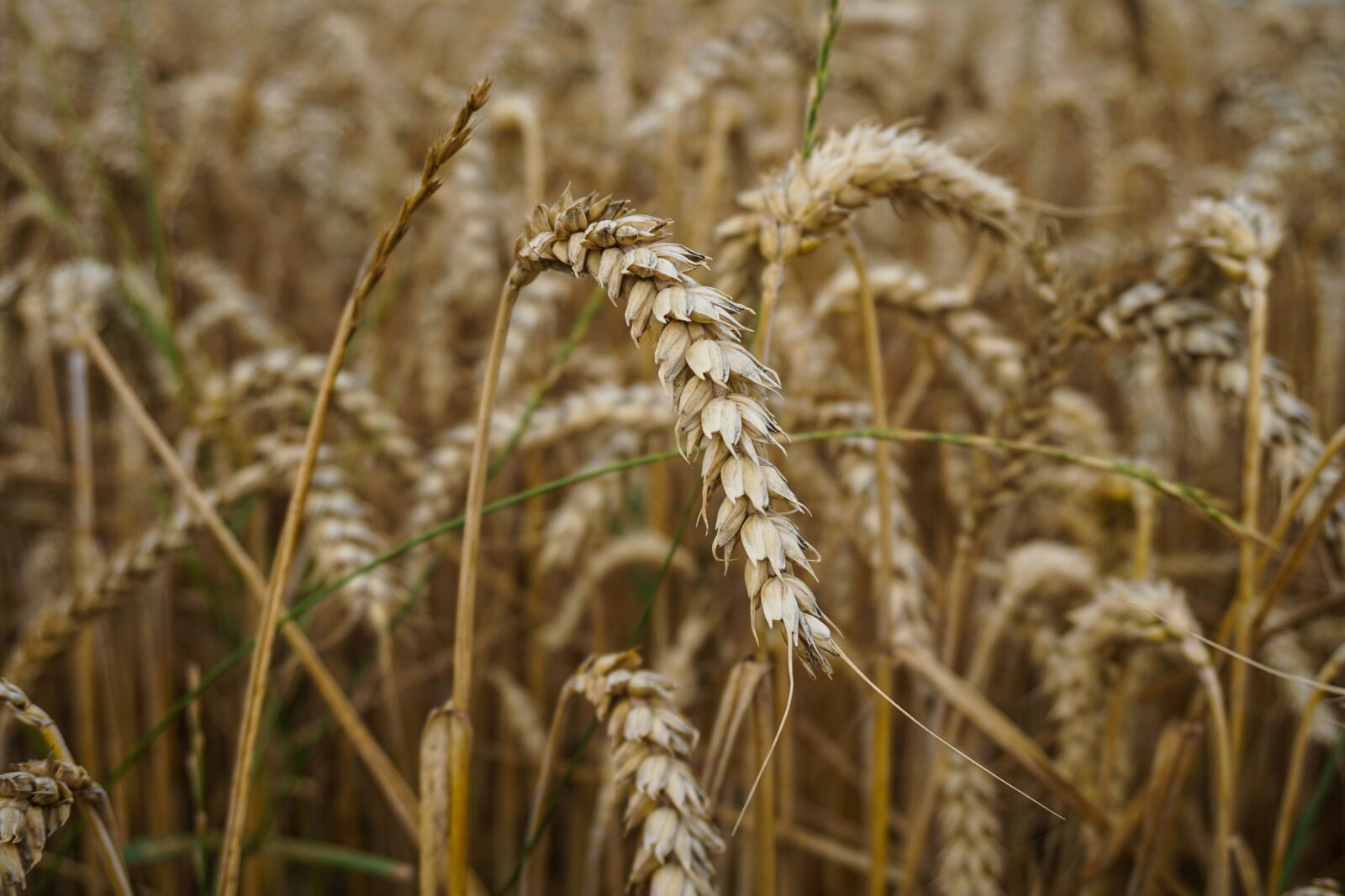 Sony E 16-50mm F3.5-5.6 PZ OSS sample photo. Wheat, wheat field, field photography