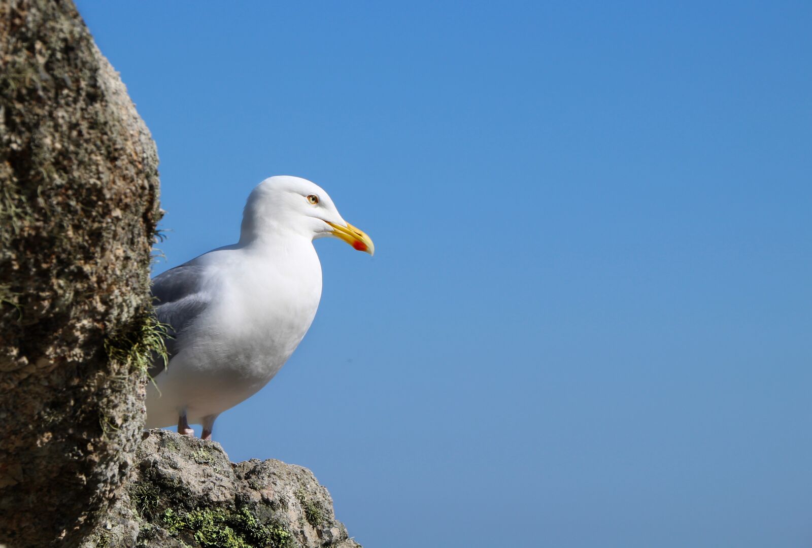 Canon EOS 1300D (EOS Rebel T6 / EOS Kiss X80) sample photo. Seagull, bird, sky photography