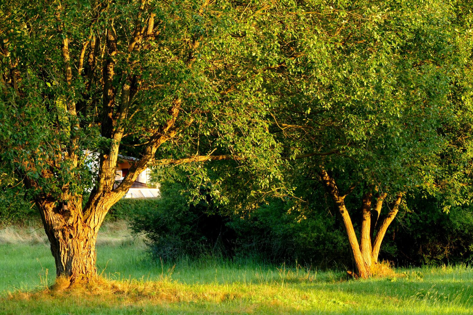 Panasonic Lumix DMC-FZ1000 sample photo. Trees, nature, landscape photography