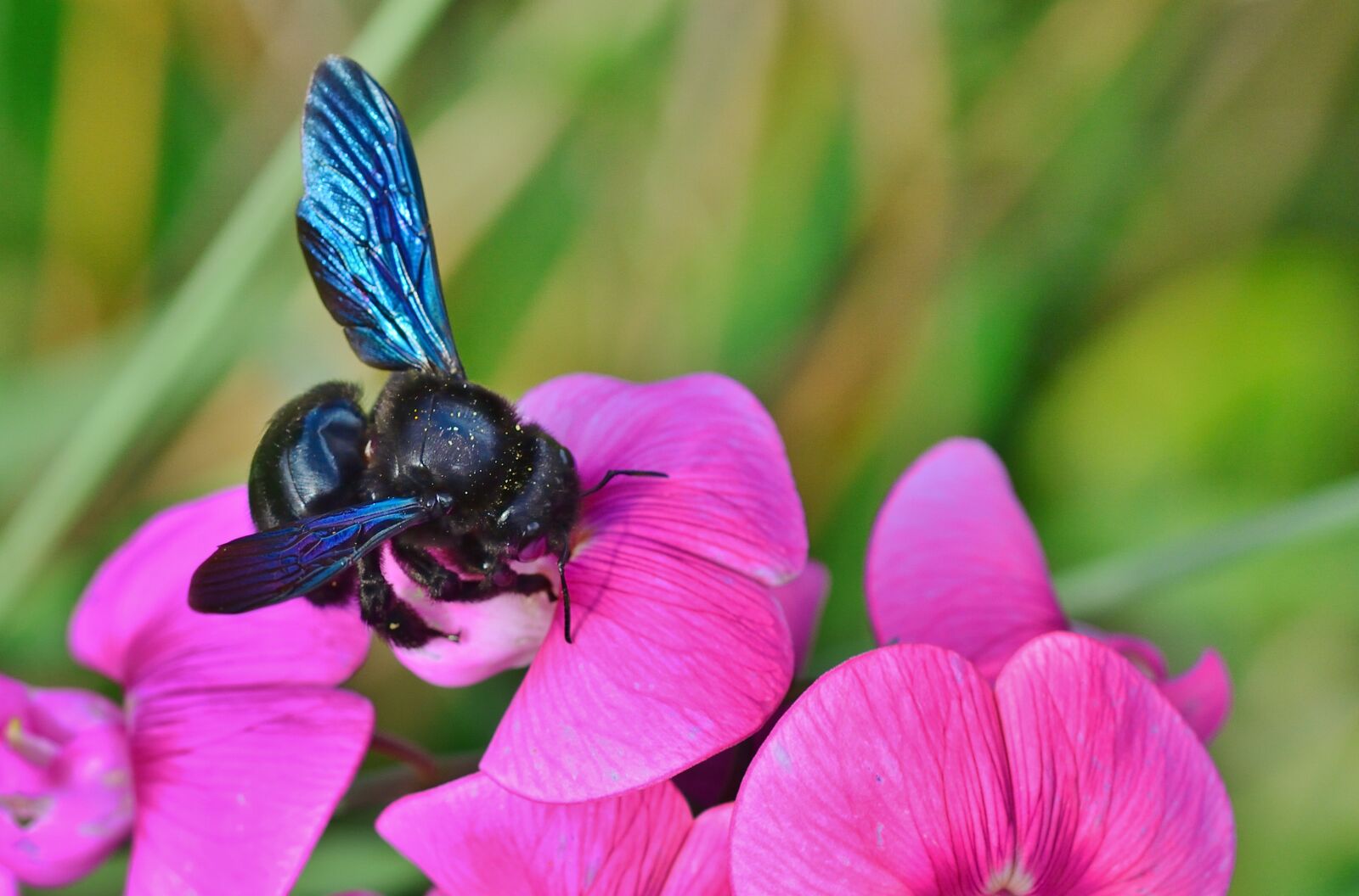 Nikon D5200 sample photo. Nature, blue wooden bee photography