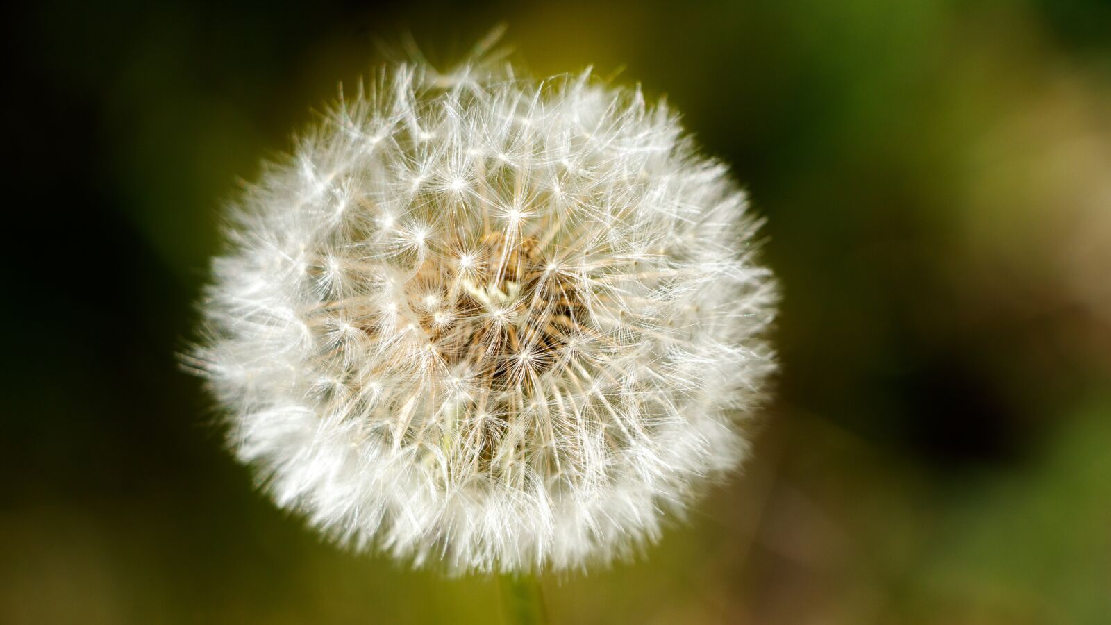 Canon EF-S 18-135mm F3.5-5.6 IS USM sample photo. Dandelion, nature, close up photography