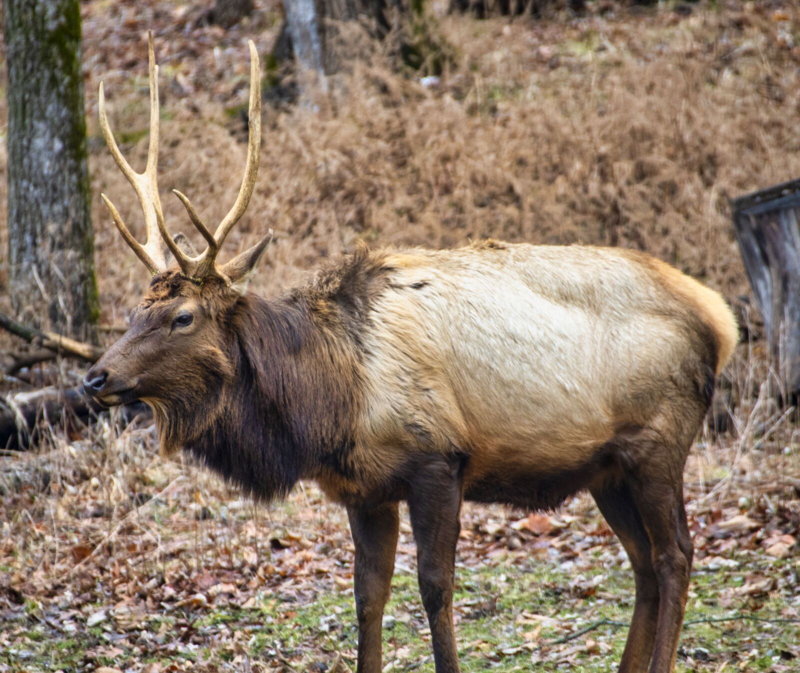 Nikon D850 sample photo. Elk, animal, wildlife photography