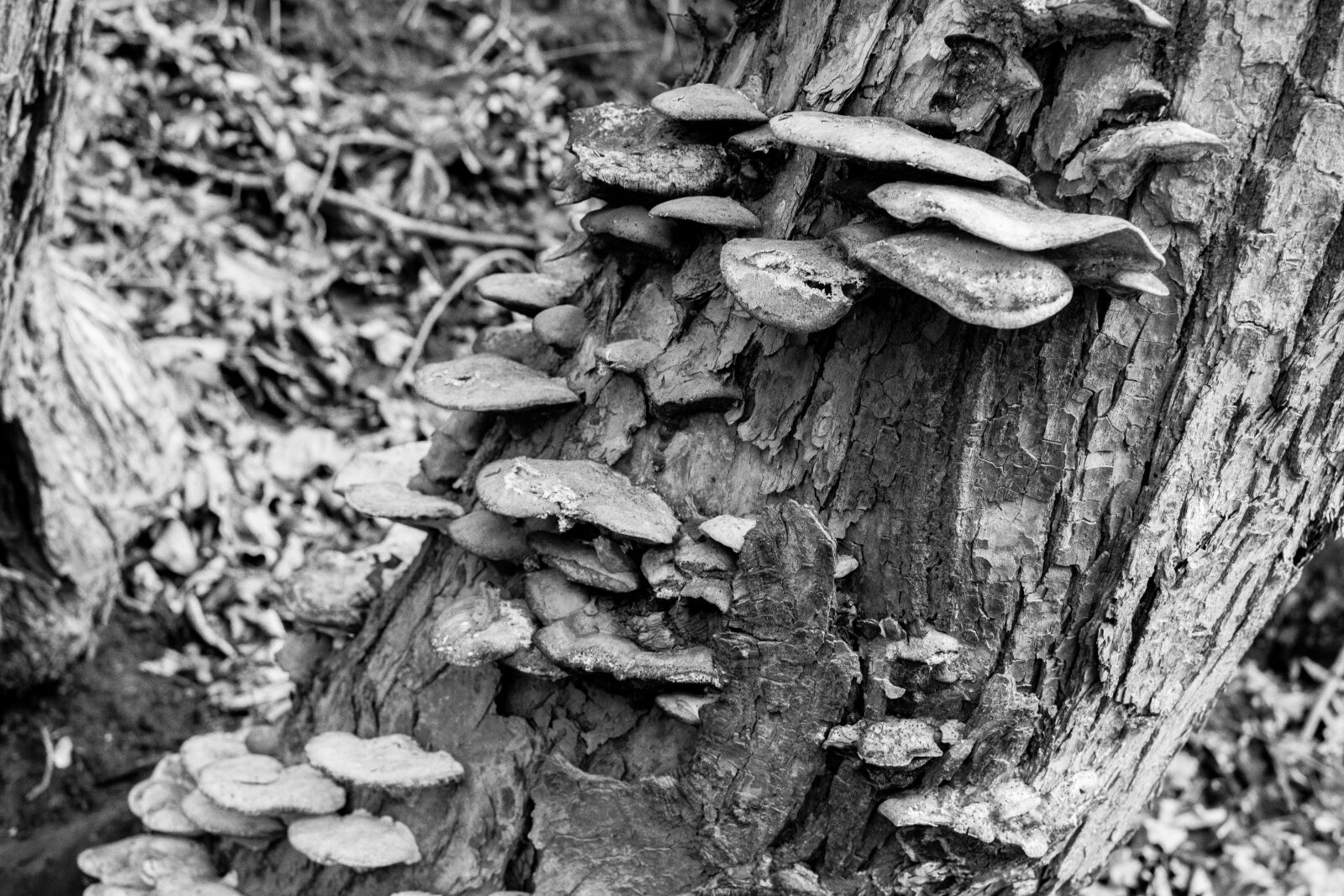 Nikon D5300 + Nikon AF-S DX Nikkor 35mm F1.8G sample photo. Bark, mushrooms, nature, tree photography