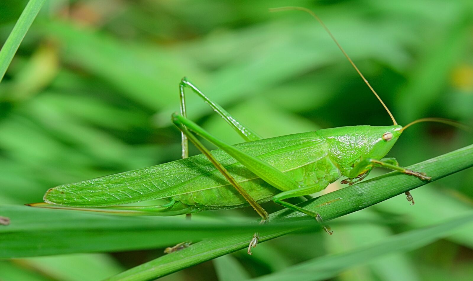 Nikon D5300 sample photo. Insect, grasshopper, antenna photography