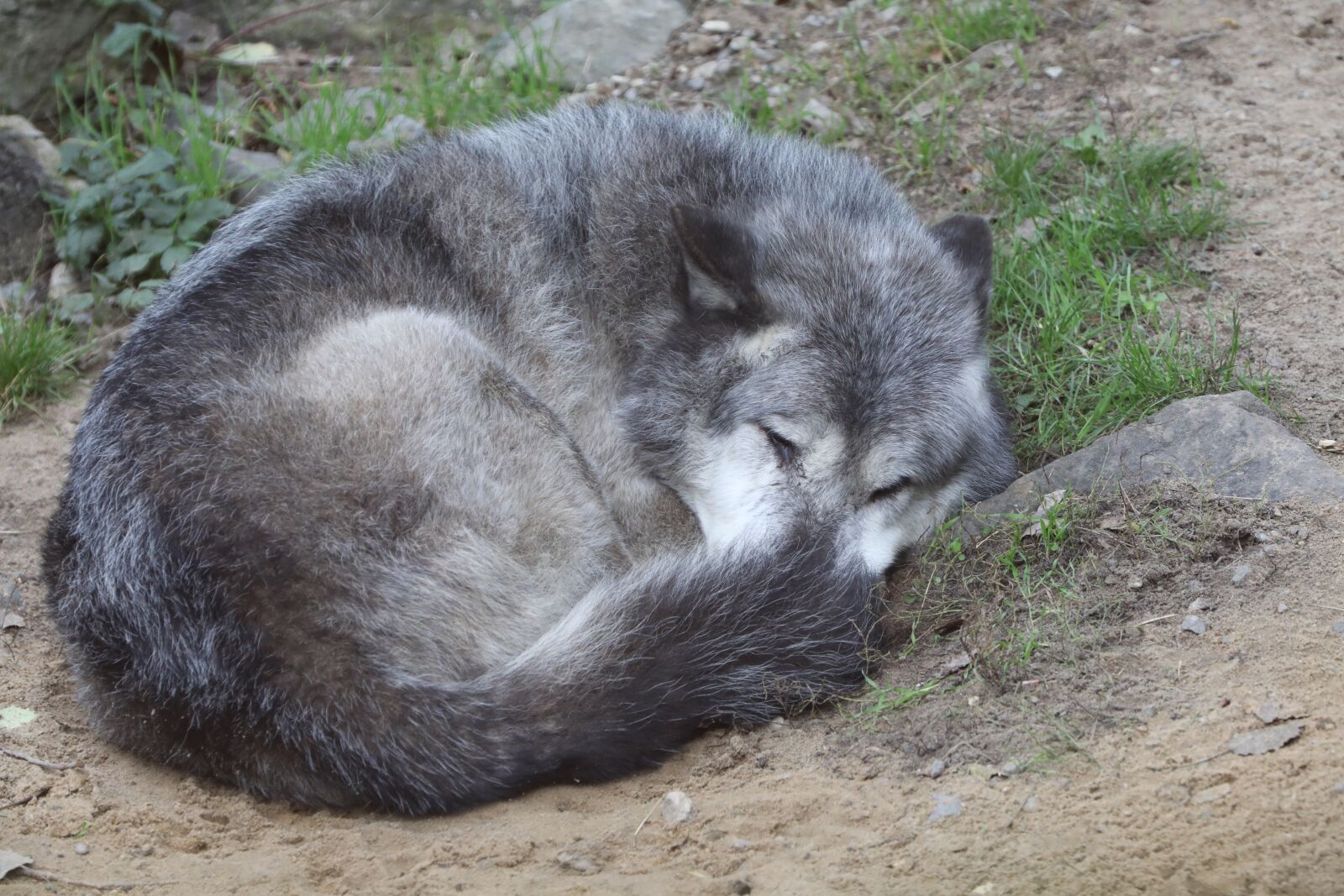 Canon EOS 5D Mark IV sample photo. Wolf, zoo, sleep photography