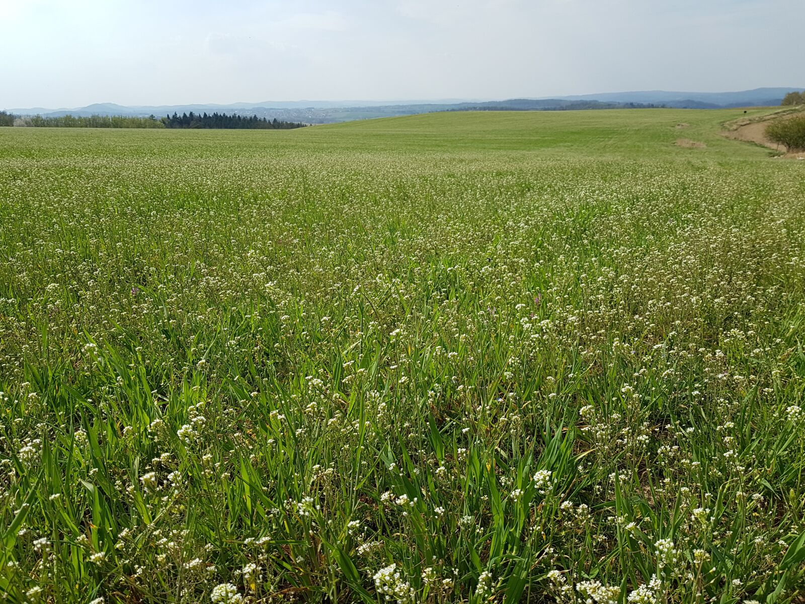 Samsung Galaxy S7 sample photo. Shepherd's purse, meadow, field photography