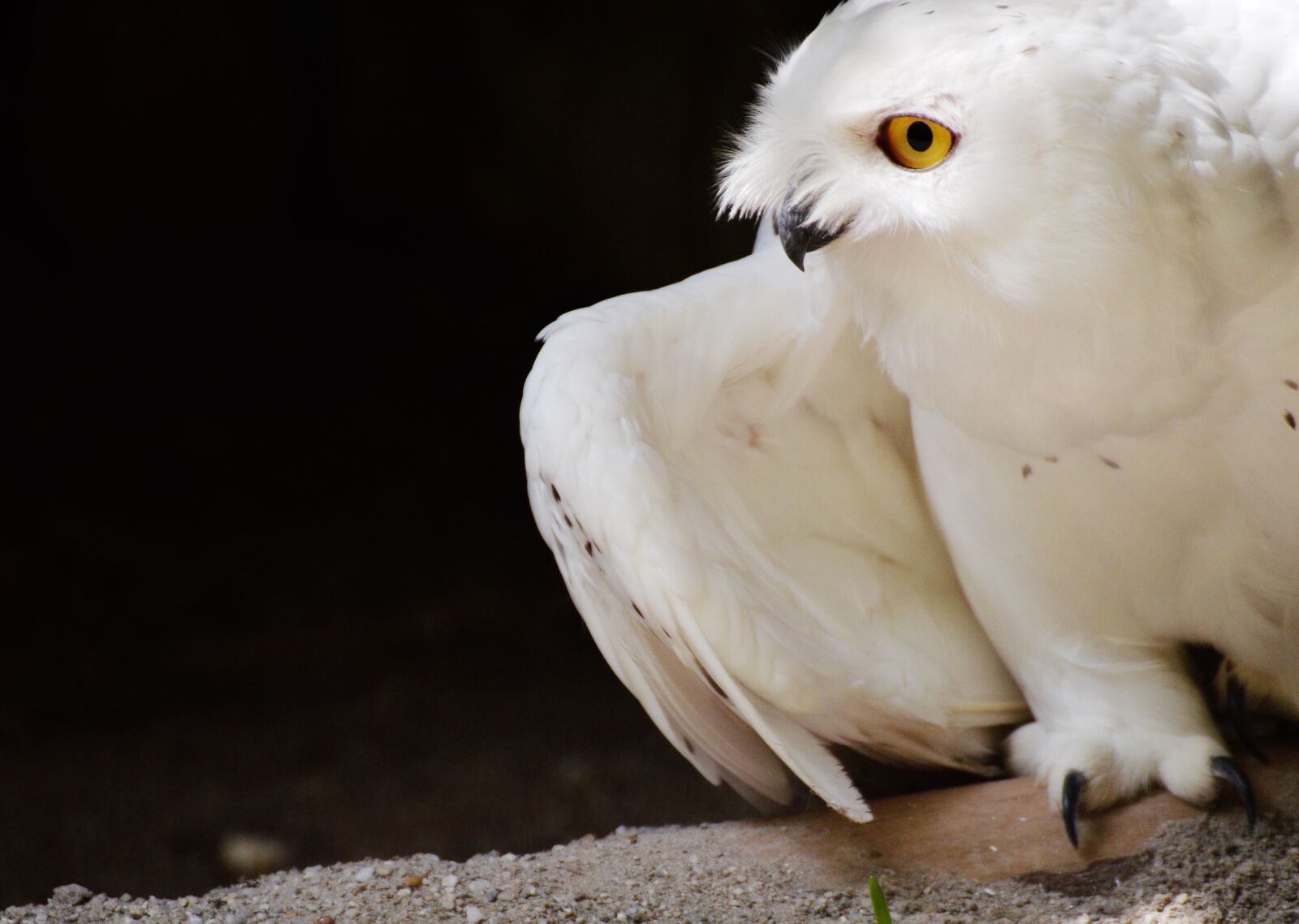 Nikon D5100 sample photo. Owl, animals, bird photography
