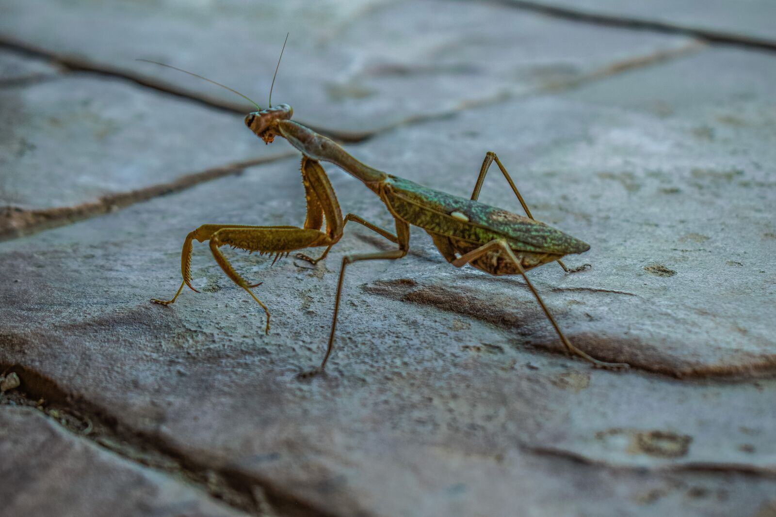 Nikon D3300 sample photo. Insect, invertebrate, wildlife photography