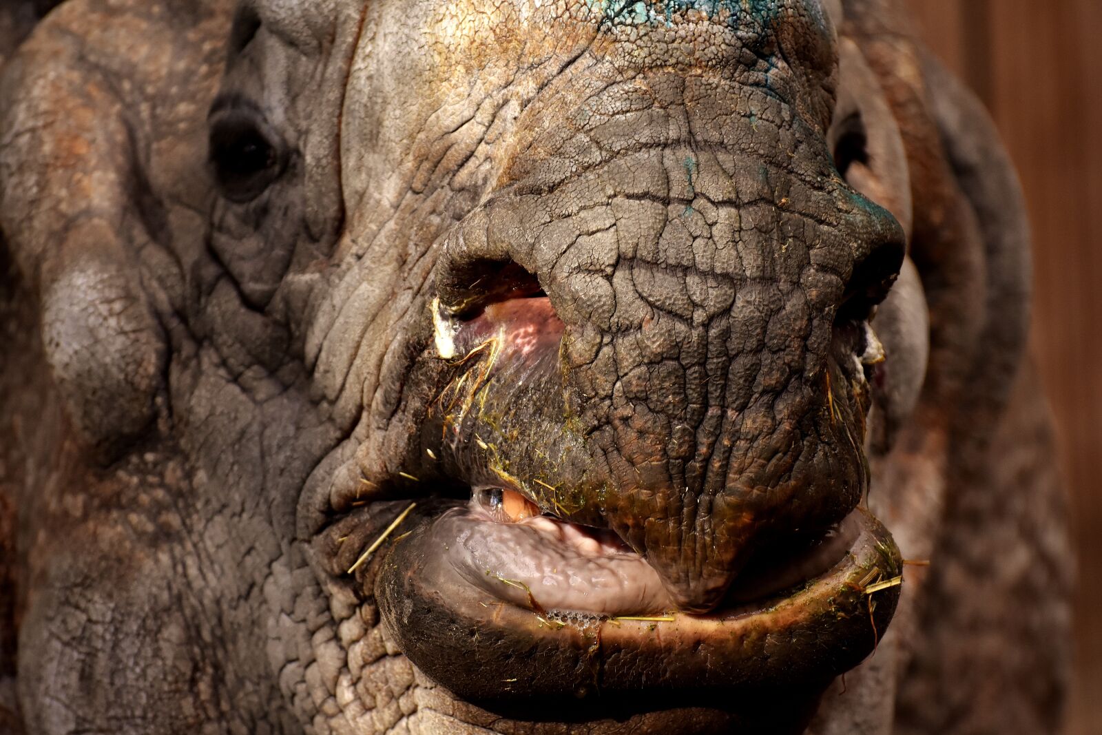 Nikon D7200 sample photo. Rhino, animal, animal world photography