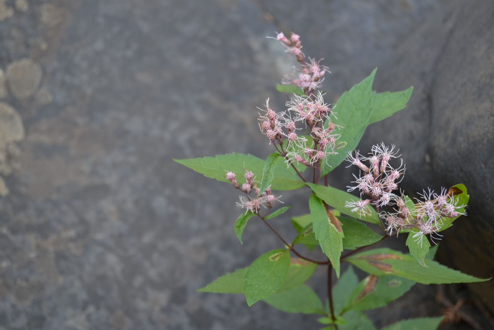 Nikon D3100 sample photo