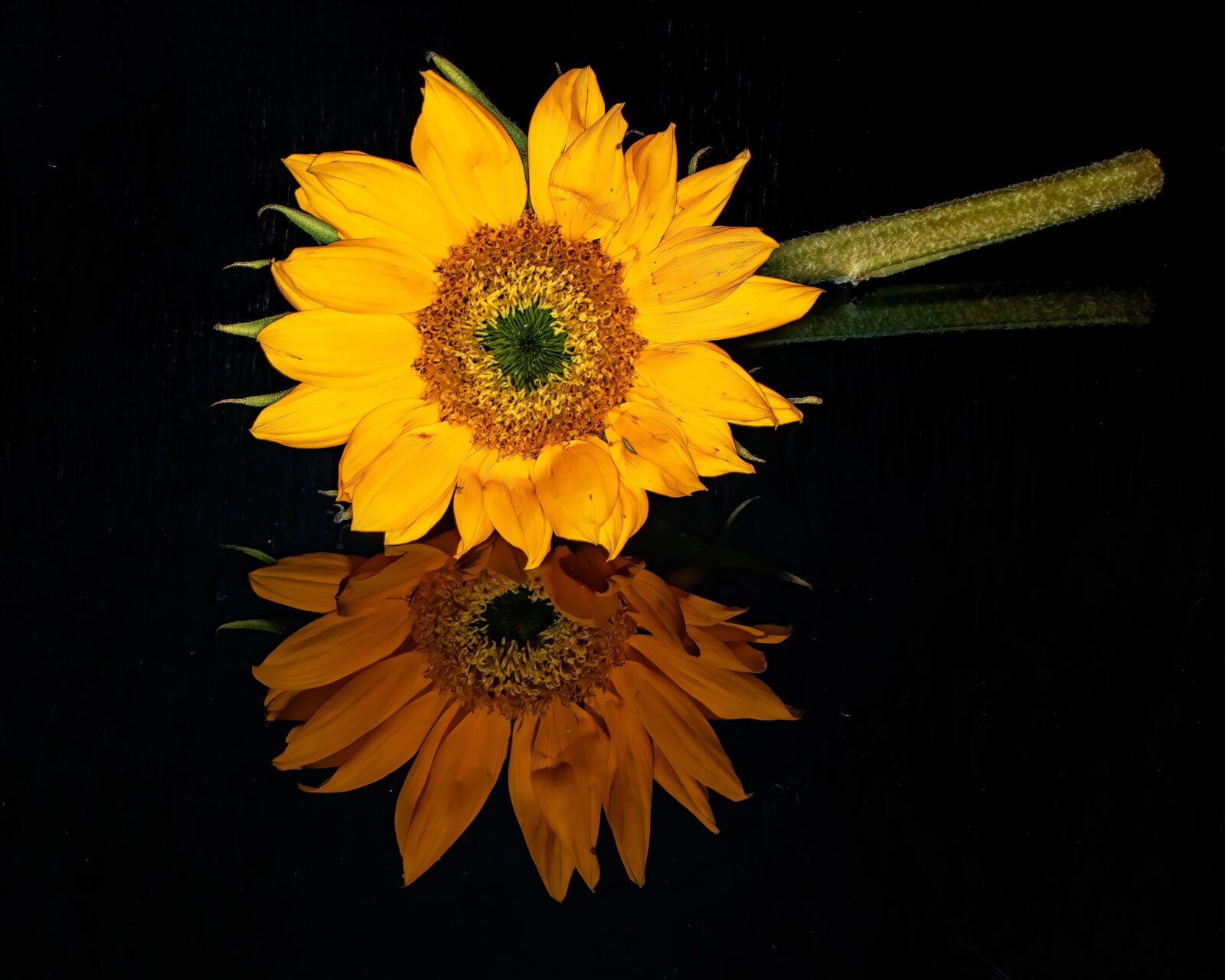 Canon EOS M5 + Canon EF 100mm F2.8L Macro IS USM sample photo. Daisy, flower, reflection photography