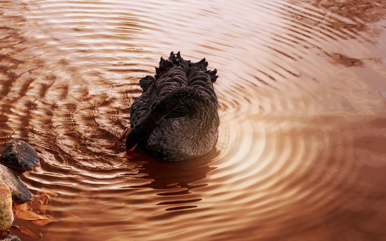 Sony SLT-A55 (SLT-A55V) + Minolta AF 50mm F1.4 [New] sample photo. Swan, lake, mourning swan photography