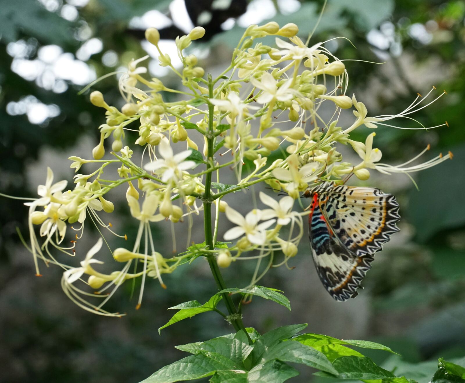Sony a6300 sample photo. Mayflower glorybower, clerodendrum, flower photography