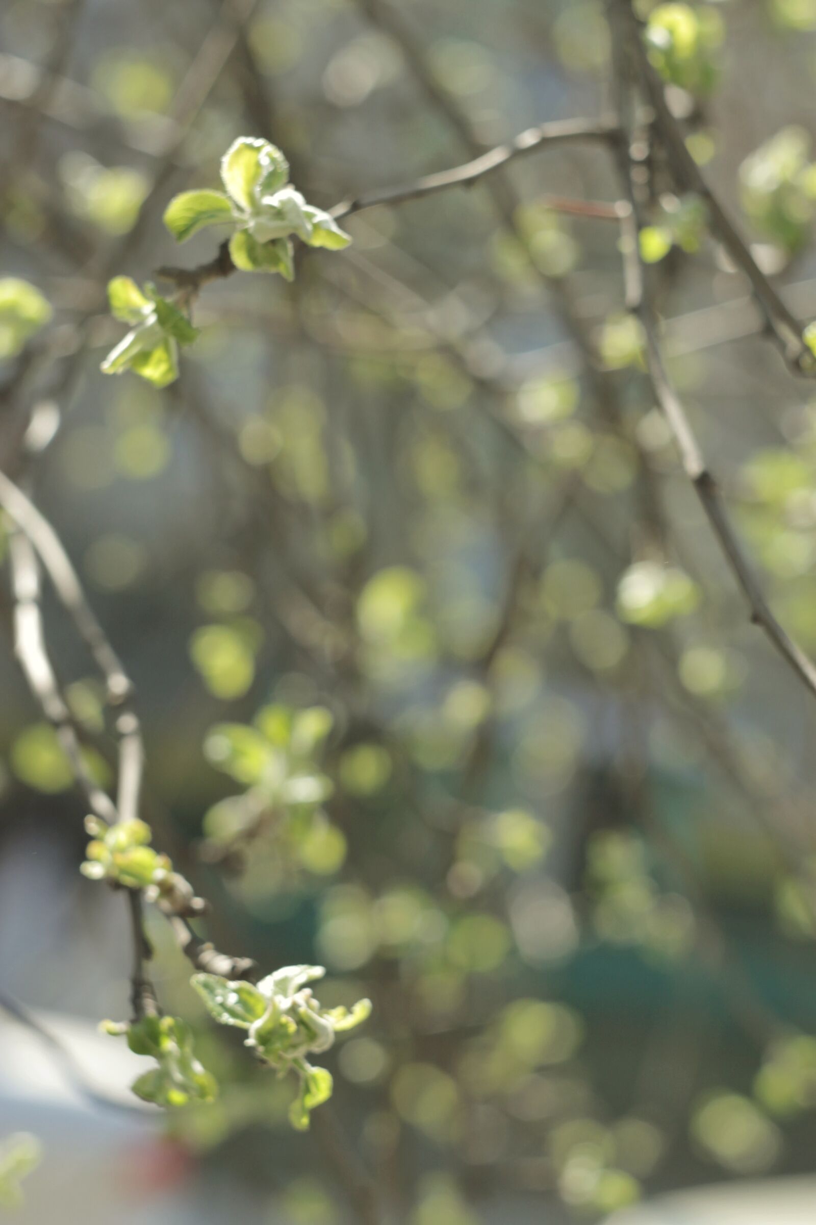 Canon EOS 1100D (EOS Rebel T3 / EOS Kiss X50) sample photo. Spring, nature, macro photography
