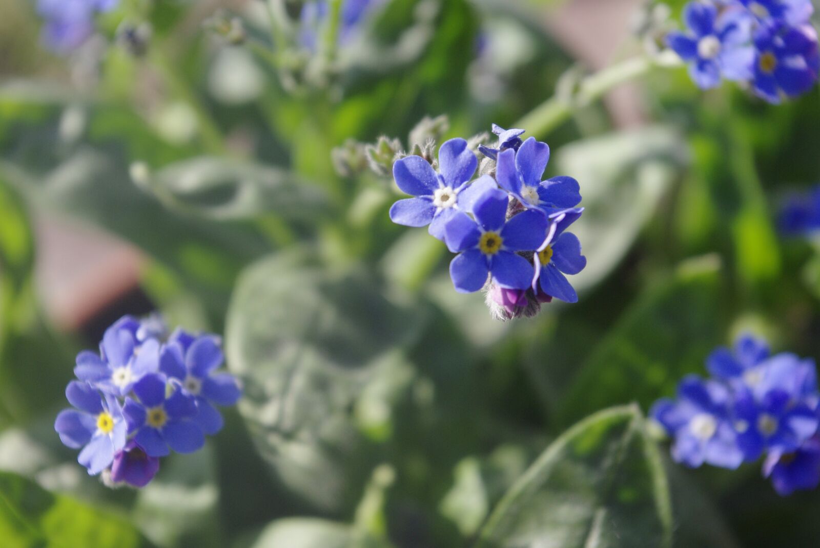 Pentax K200D sample photo. Nots, blue flowers, spring photography