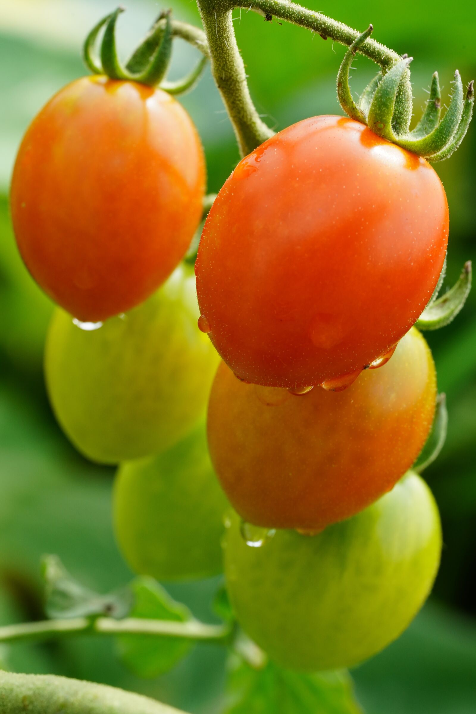 Sony a7R III + Sony FE 90mm F2.8 Macro G OSS sample photo. Tomato, vegetable, food photography