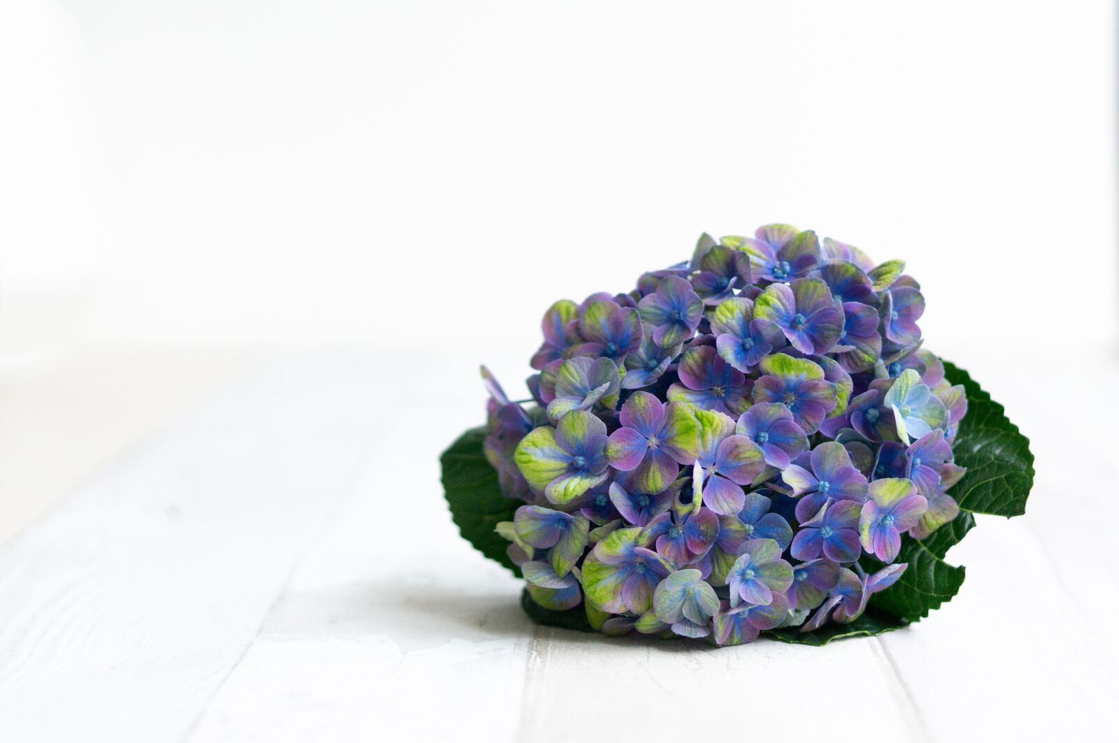 Sony Alpha NEX-5T sample photo. Hydrangea, violet, blossom photography