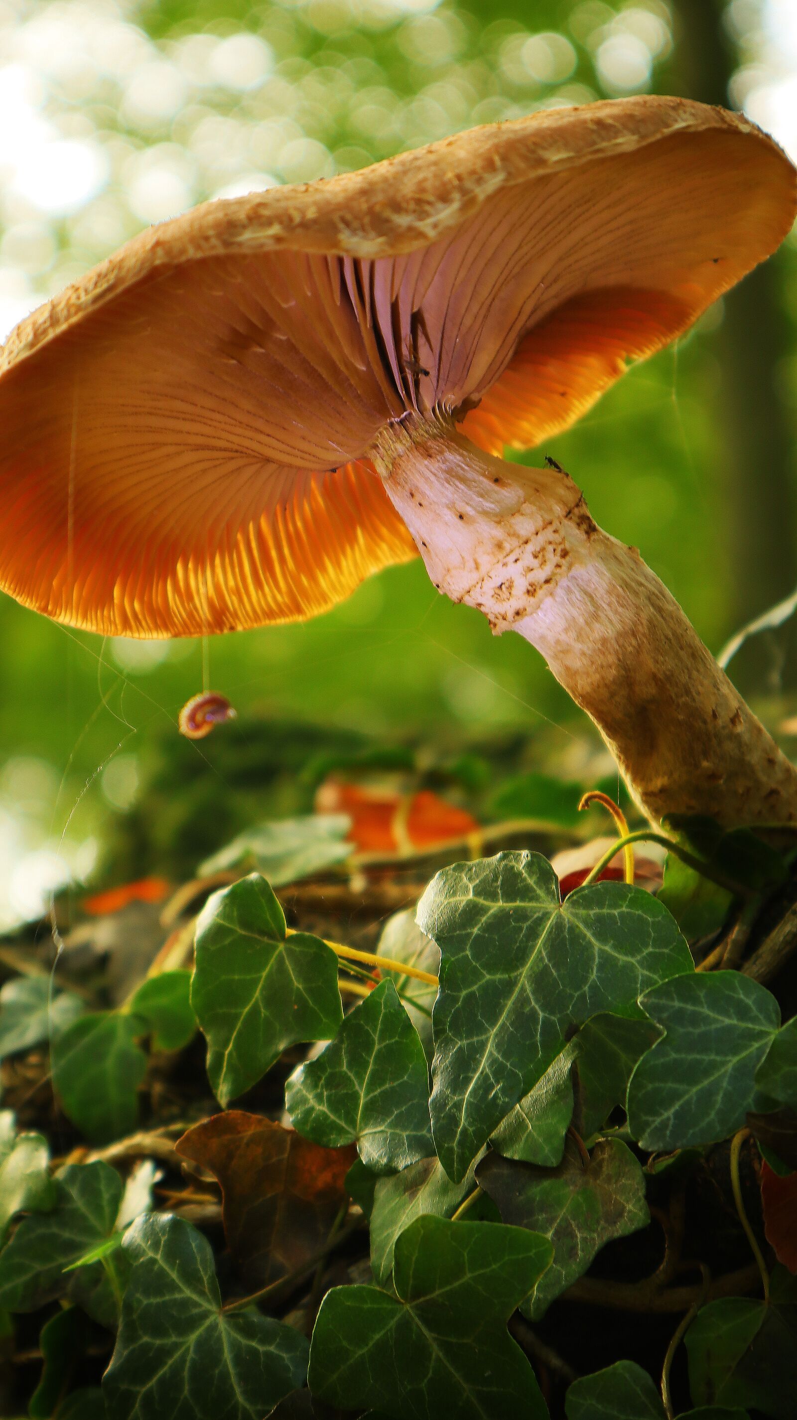 Canon EF-M 15-45mm F3.5-6.3 IS STM sample photo. Mushroom, forest, nature photography