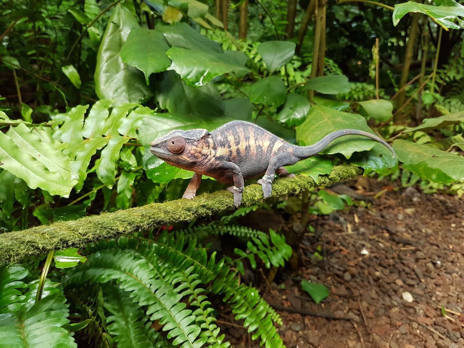 Samsung Galaxy S7 Edge sample photo. Chameleon, rainforest, zoo photography