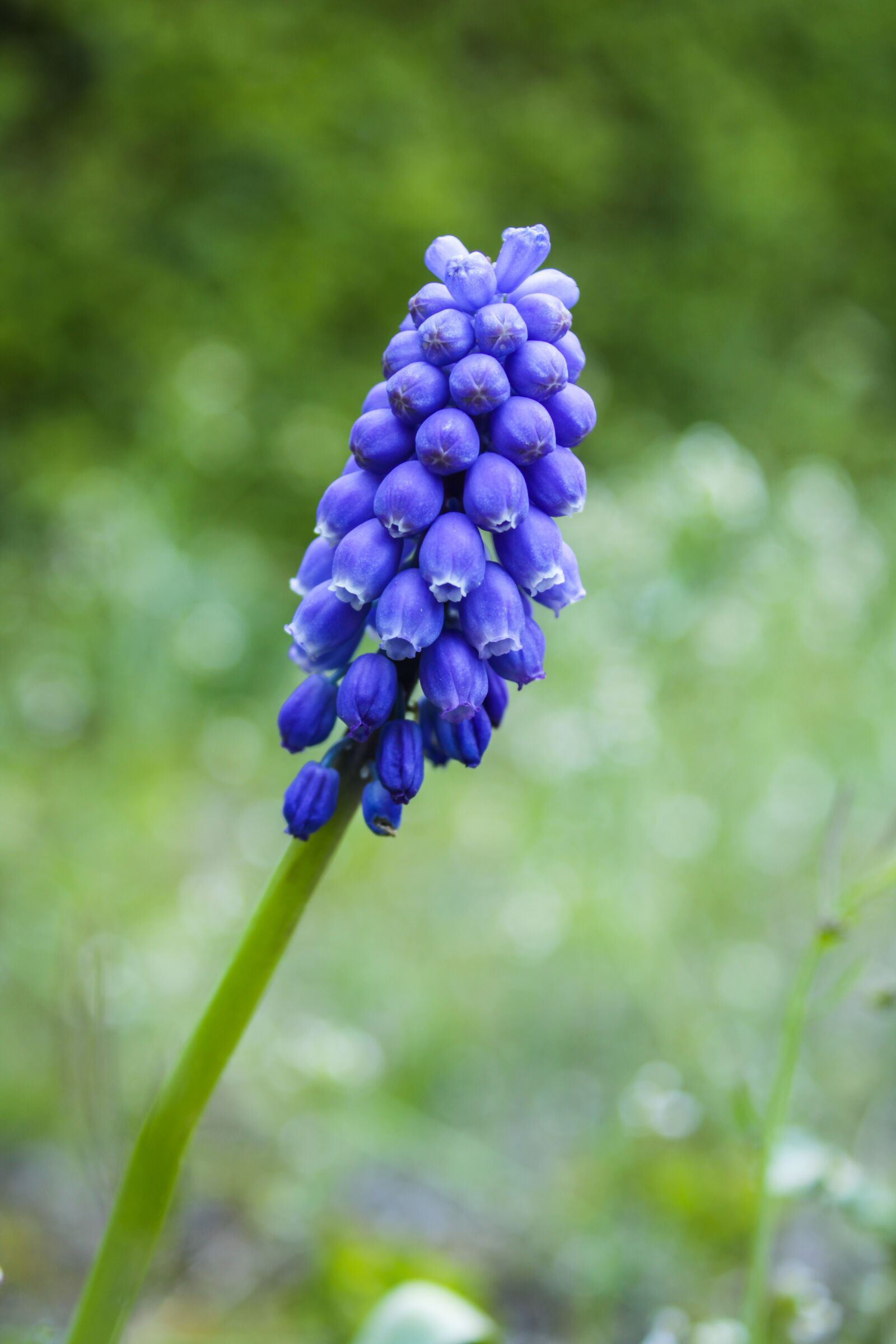 Canon EOS 2000D (EOS Rebel T7 / EOS Kiss X90 / EOS 1500D) sample photo. Muscari, flower, background photography