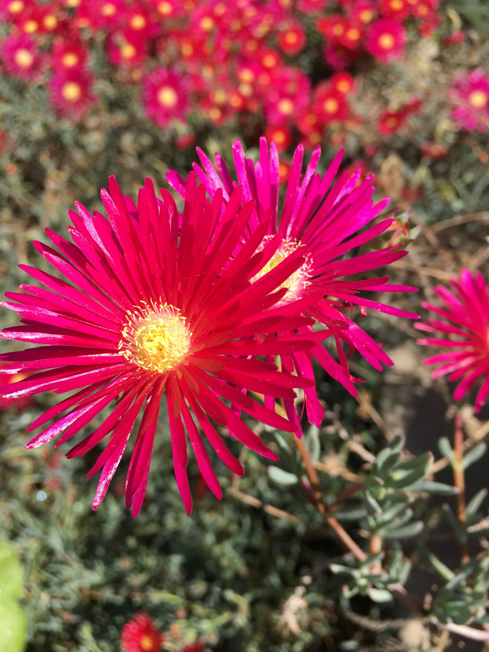 Apple iPhone 6s Plus sample photo. Flower, pink, succulent photography