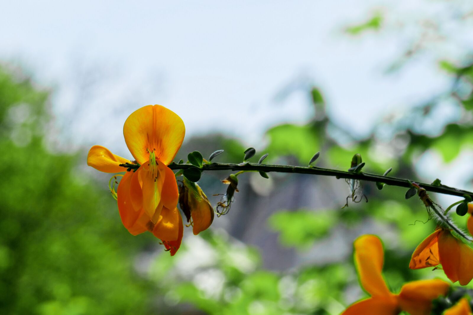 Panasonic Lumix DMC-FZ1000 sample photo. Broom, yellow flower, nature photography