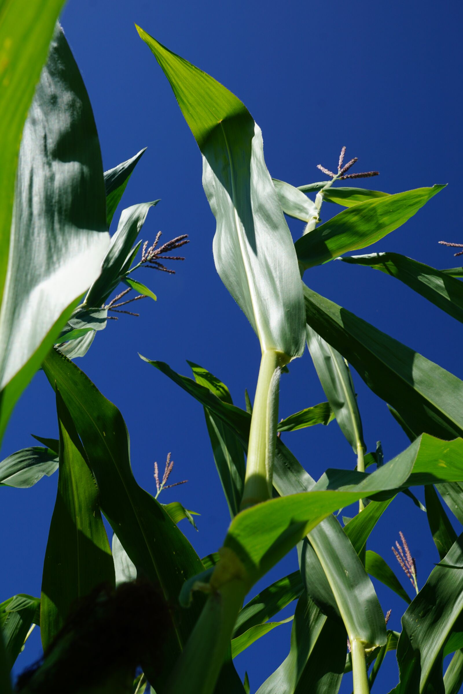 Sony DT 16-50mm F2.8 SSM sample photo. Corn, plant, green photography