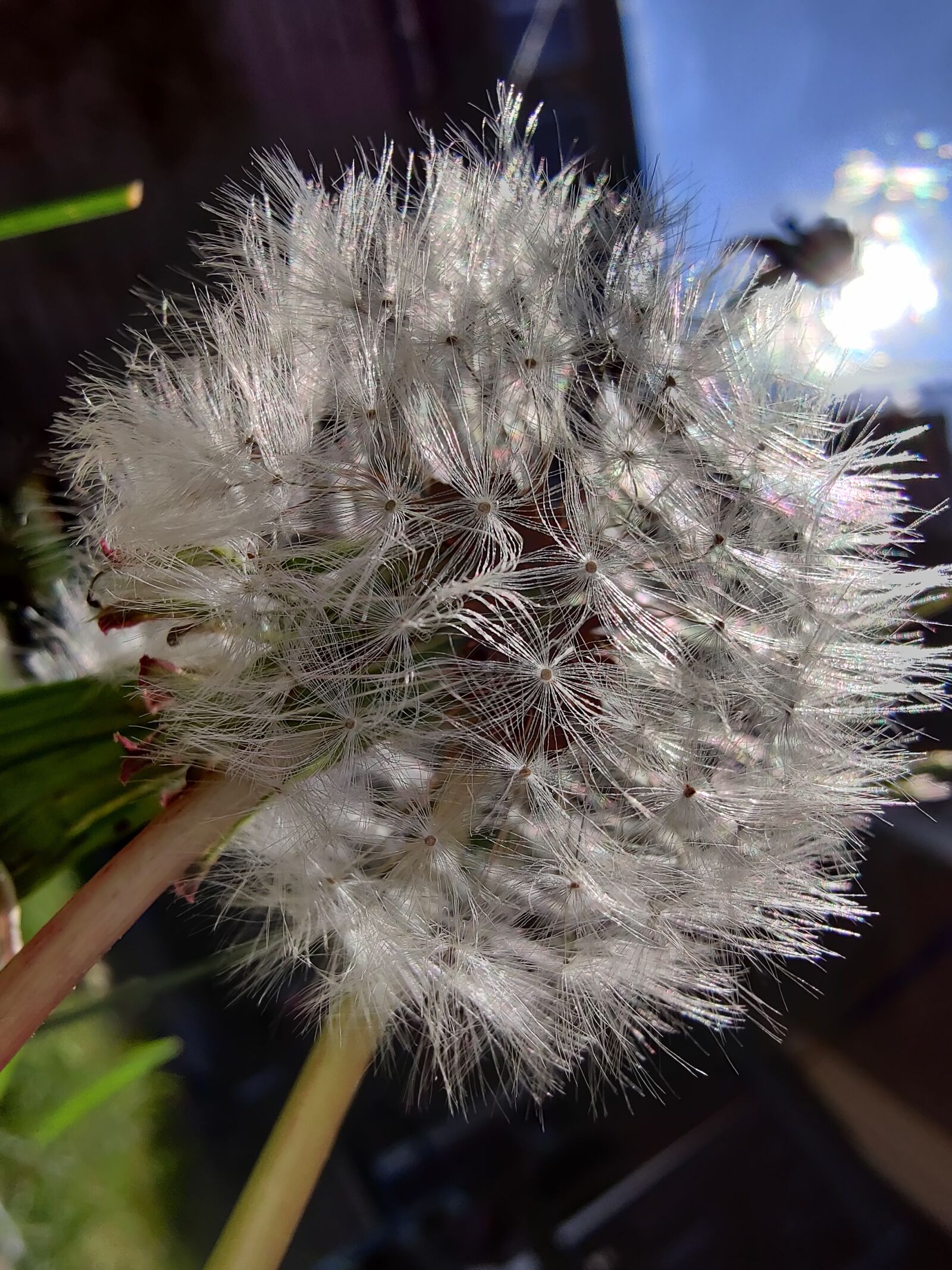 OnePlus HD1903 sample photo. Dandelion, grass, garden photography