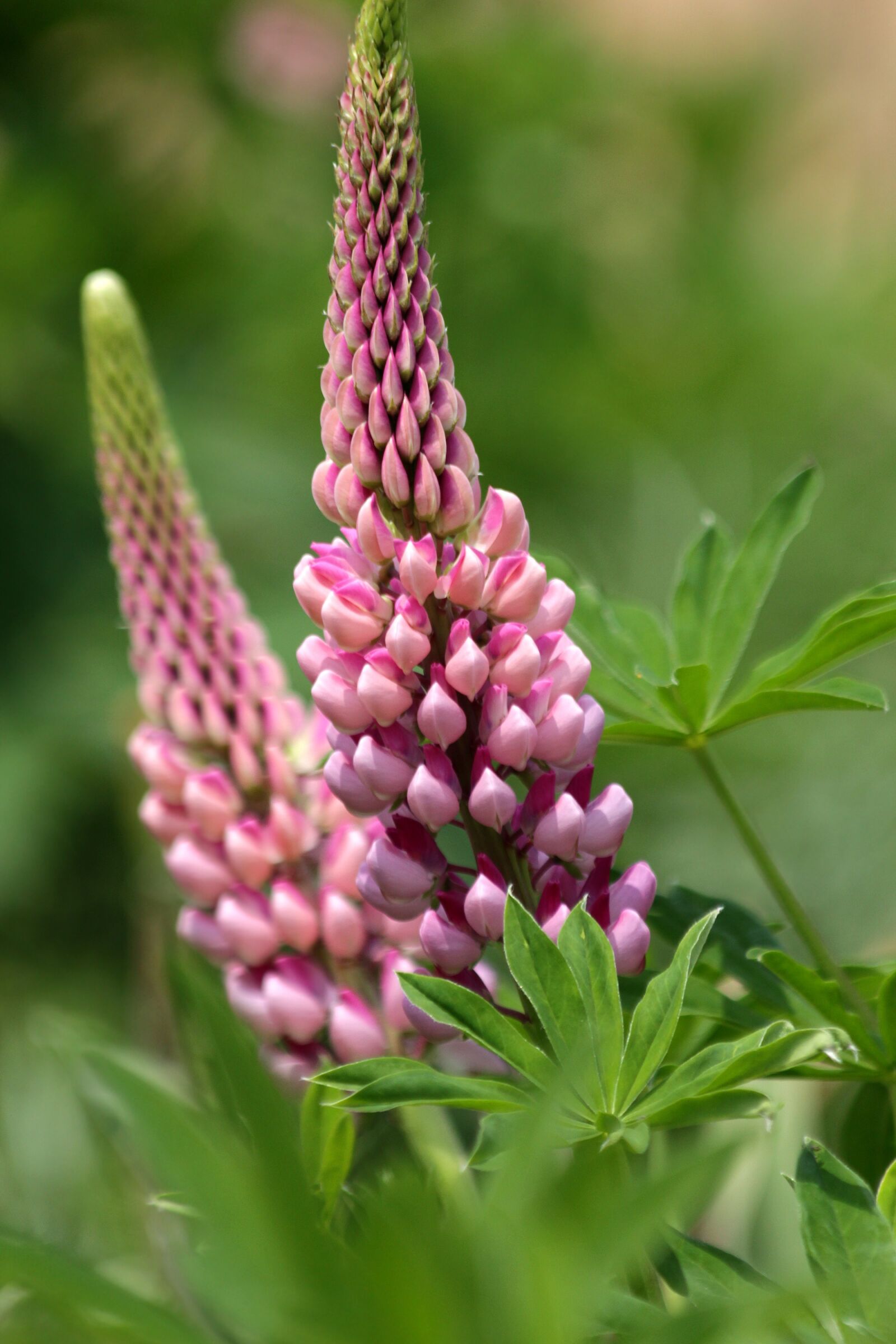 Canon EOS 650D (EOS Rebel T4i / EOS Kiss X6i) sample photo. Lupine, flower, nature photography